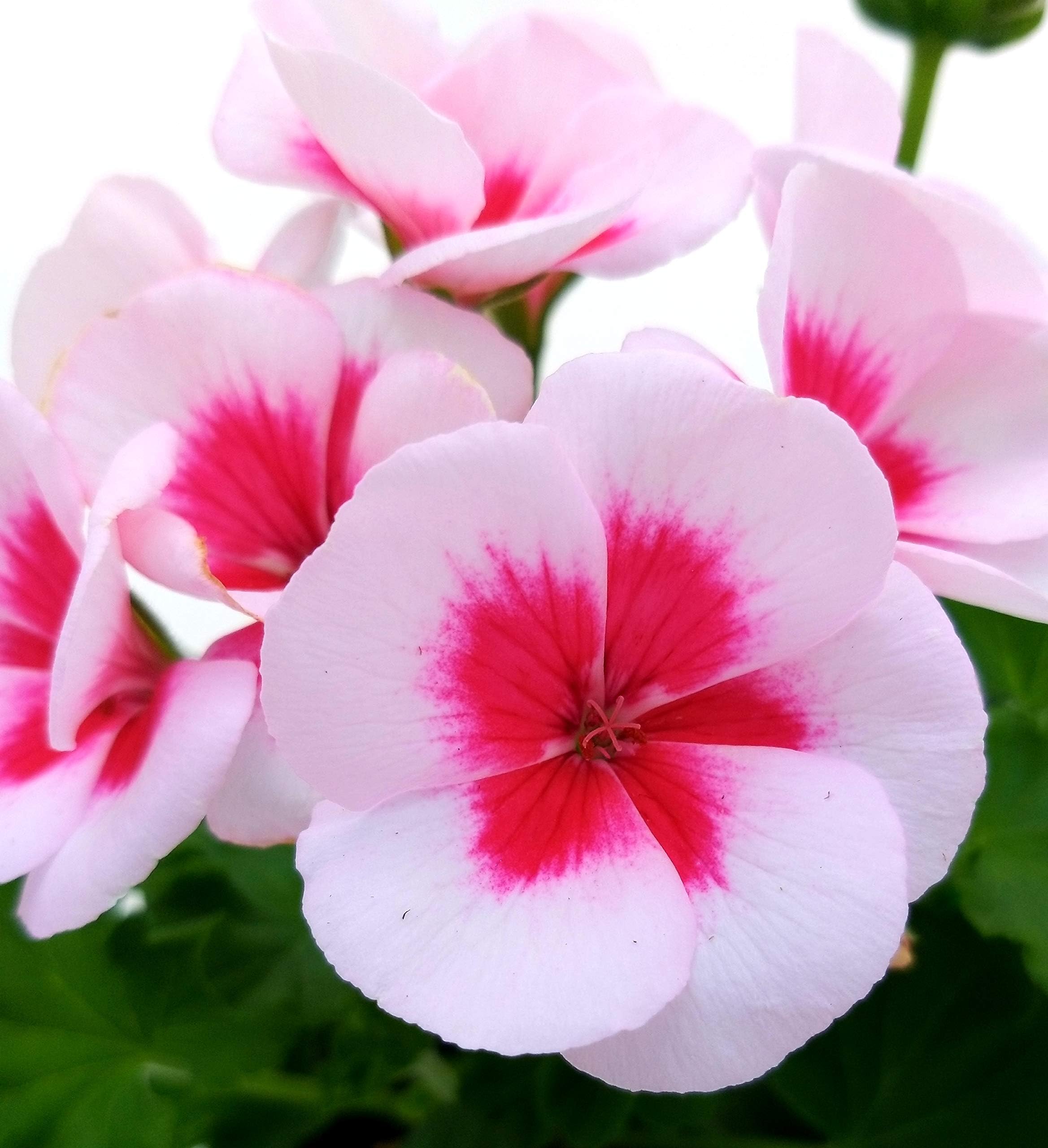 POWERS TO FLOWERS - GERANIO ZONALE "HERCULES", PELARGONIUM, 5 PIANTE VASO 14 ROSA BICOLORE, piante vere