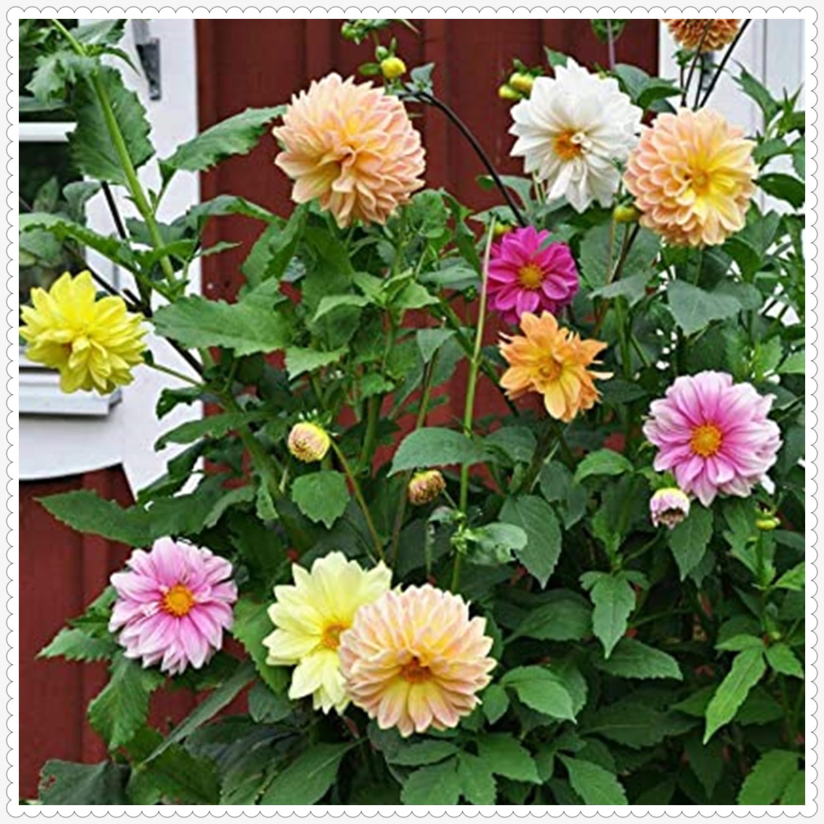 Dahlia Bulbs Mix for Planting Now UK,Strong Plants That Grow Well,Dahlia Tubers Bulk,Beauty of Garden,Gift Ready,Hardy Perennial,Wedding Flowers Cut Flowers-10bulbs-F