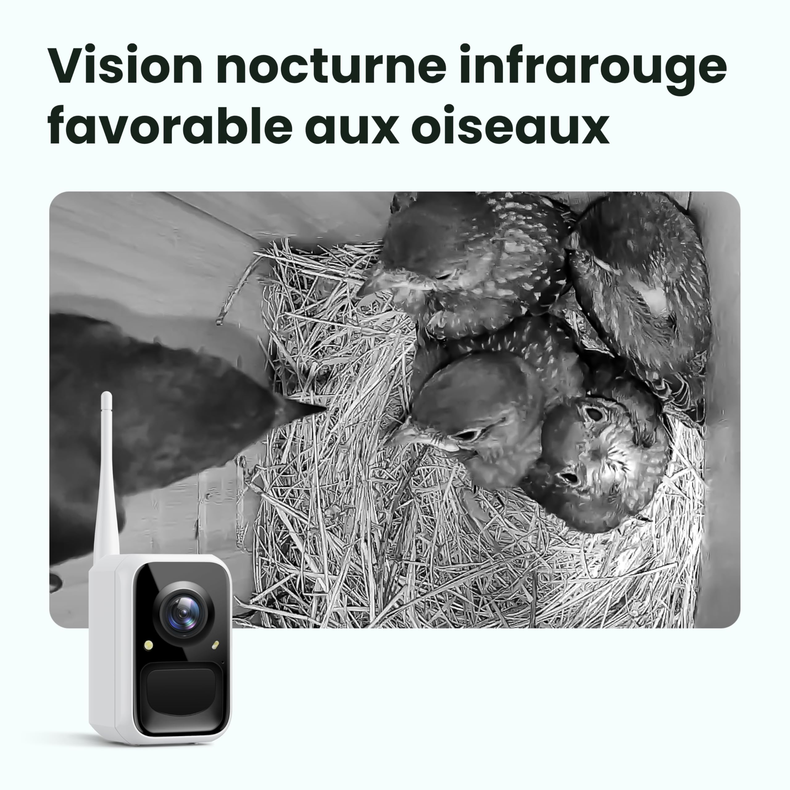 Birdfy Nichoir Oiseaux Exterieur, Camera Nichoir avec Panneau Solaire, 1080P HD Vidéo en Direct & Vision Nocturne pour Nidification 24/7, Détection Auto, Notification & Identification IA
