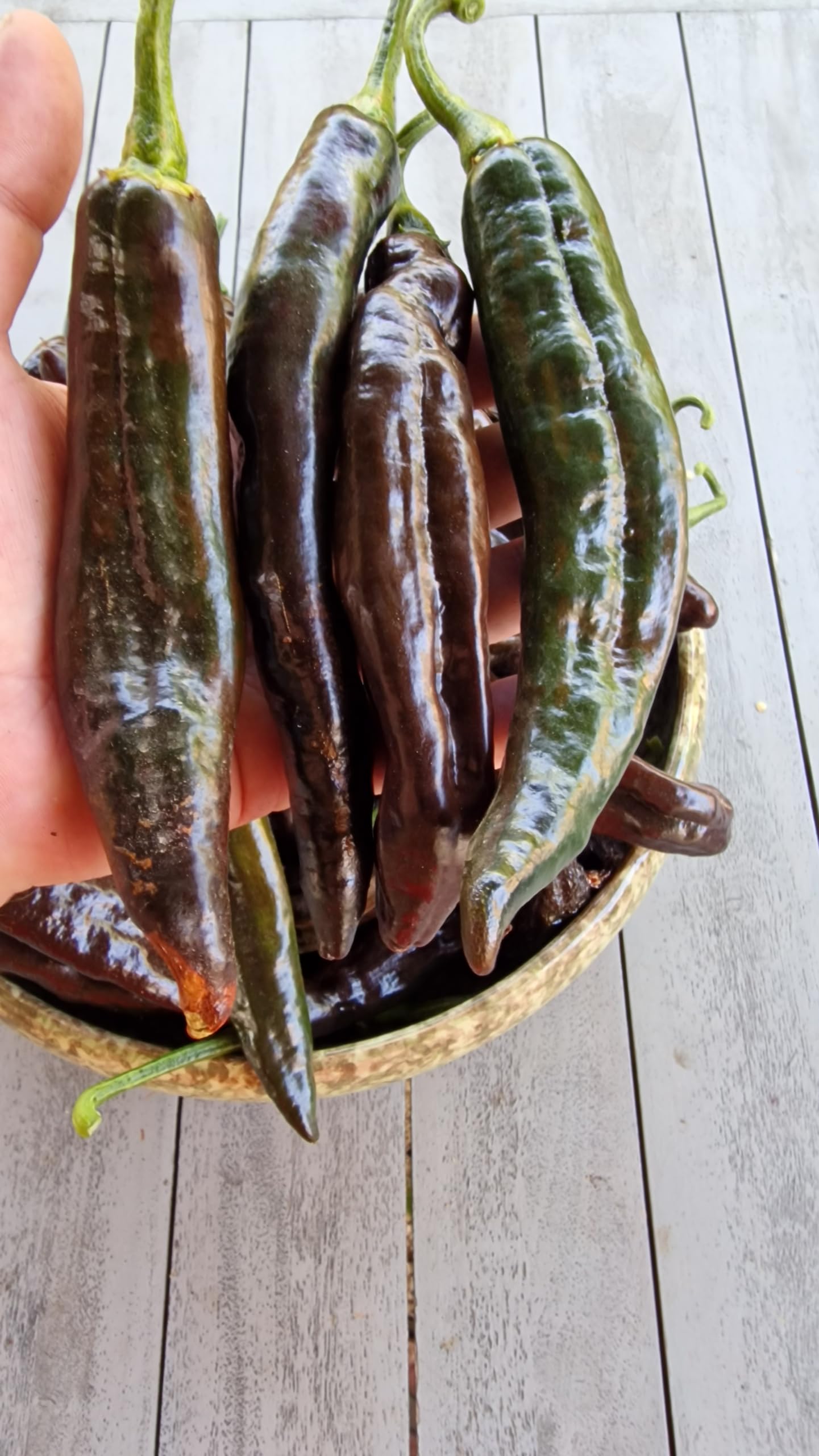 Pasilla Bajio - Chilaca Chilli Seeds - Pasilla Bajio - Chilaca Pepper Seeds