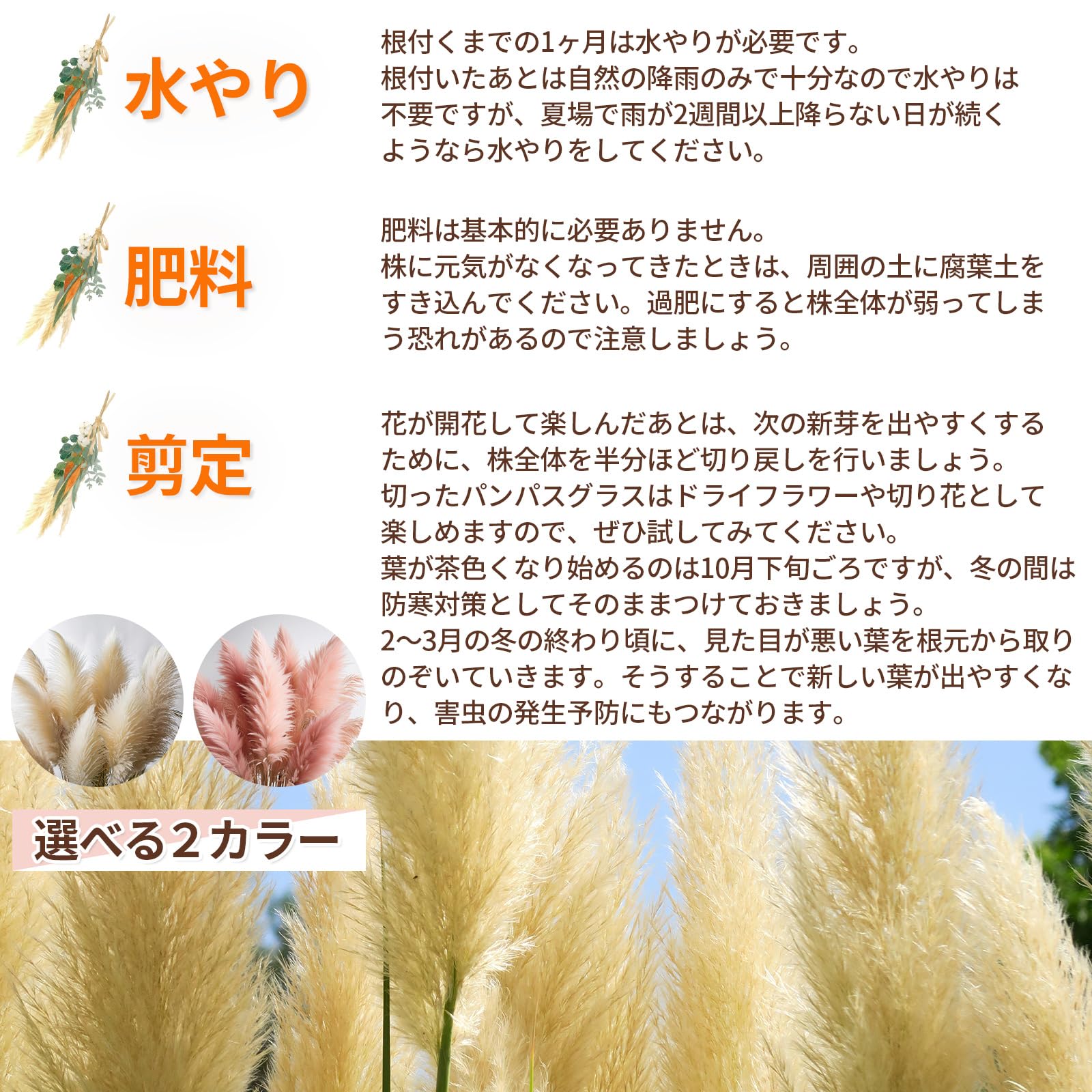 Amazon｜パンパスグラス ポット苗【 白 】 シロガネヨシ 白銀葦