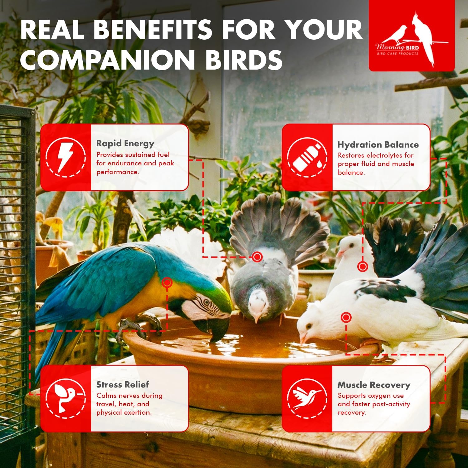 Morning Bird Vitalize for Birds 4.5 oz – Stress & Dehydration Support – Promotes Hydration, Energy, Balance & Muscle Recovery – Water-Soluble Supplement for All Bird Species