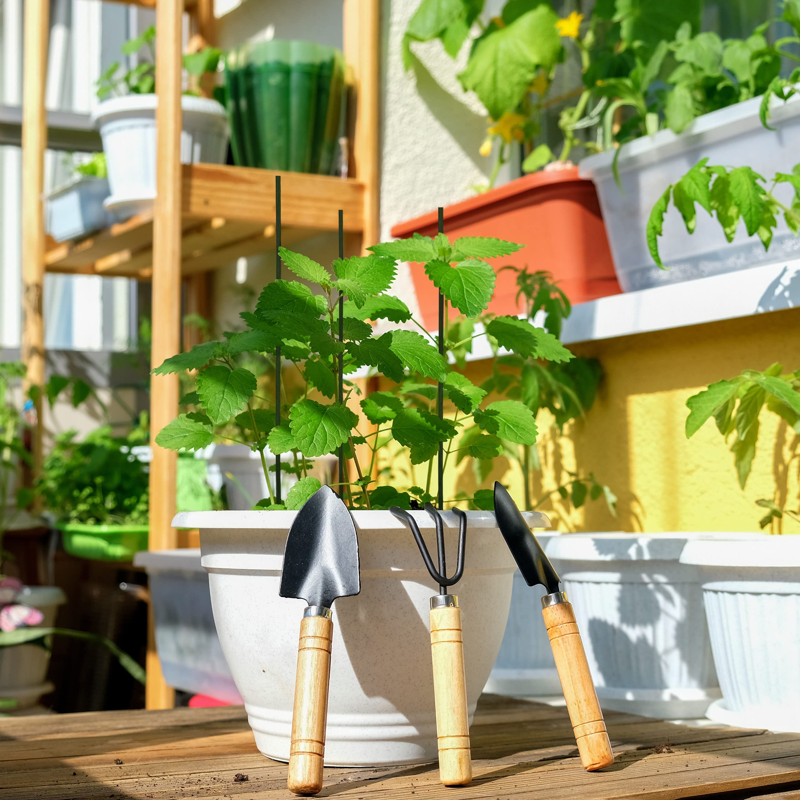 Relaxdays Set of 50 Plant Support Sticks, Bamboo, 60 x 0.6 cm, Climbing Aid for Young Plants with Binding Wires, Black - Image 2