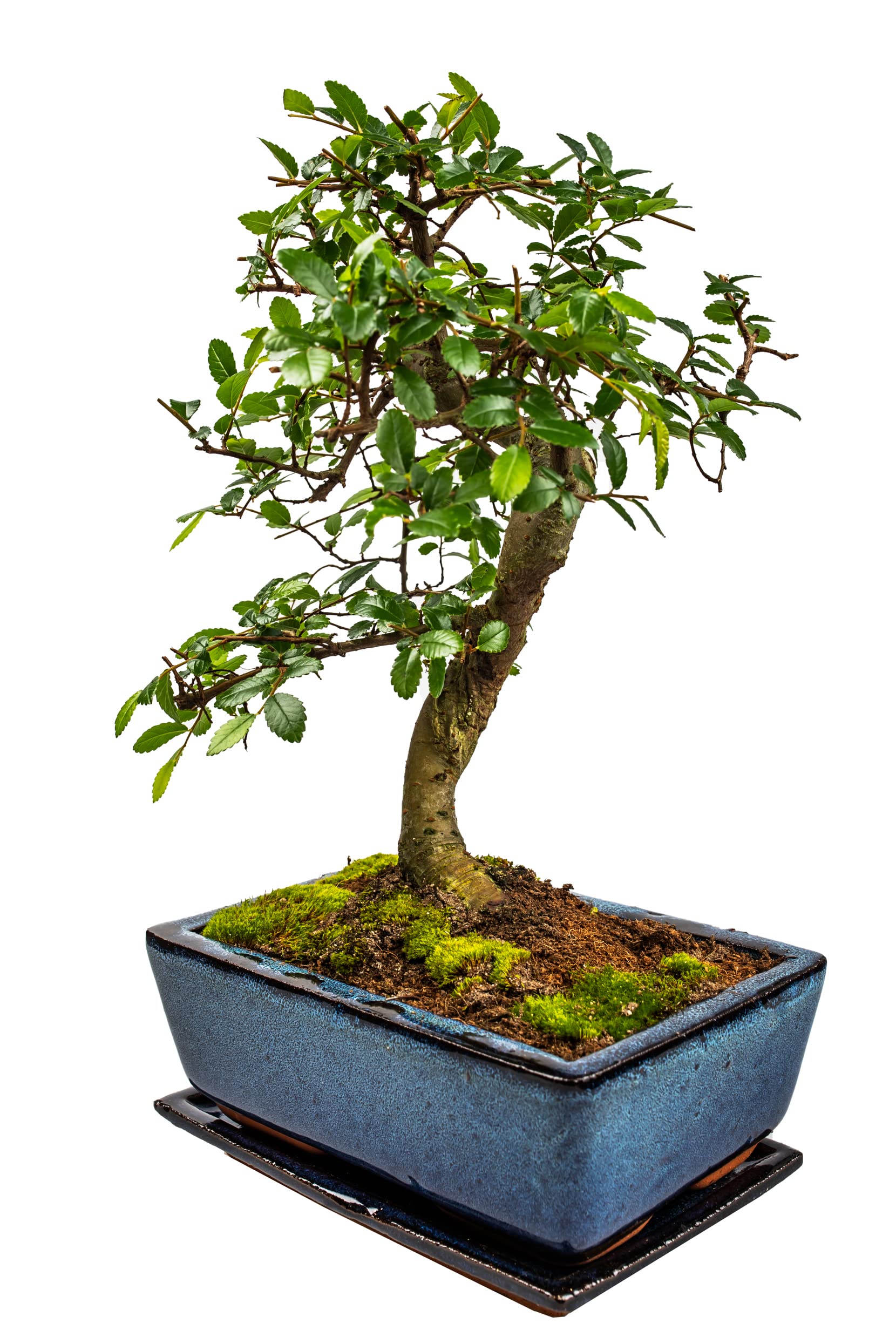 Bonsai Baum mit Keramik Blumentopf - Chinese elm - ca. 10 Jahre (ca.30-40 cm hoch)
