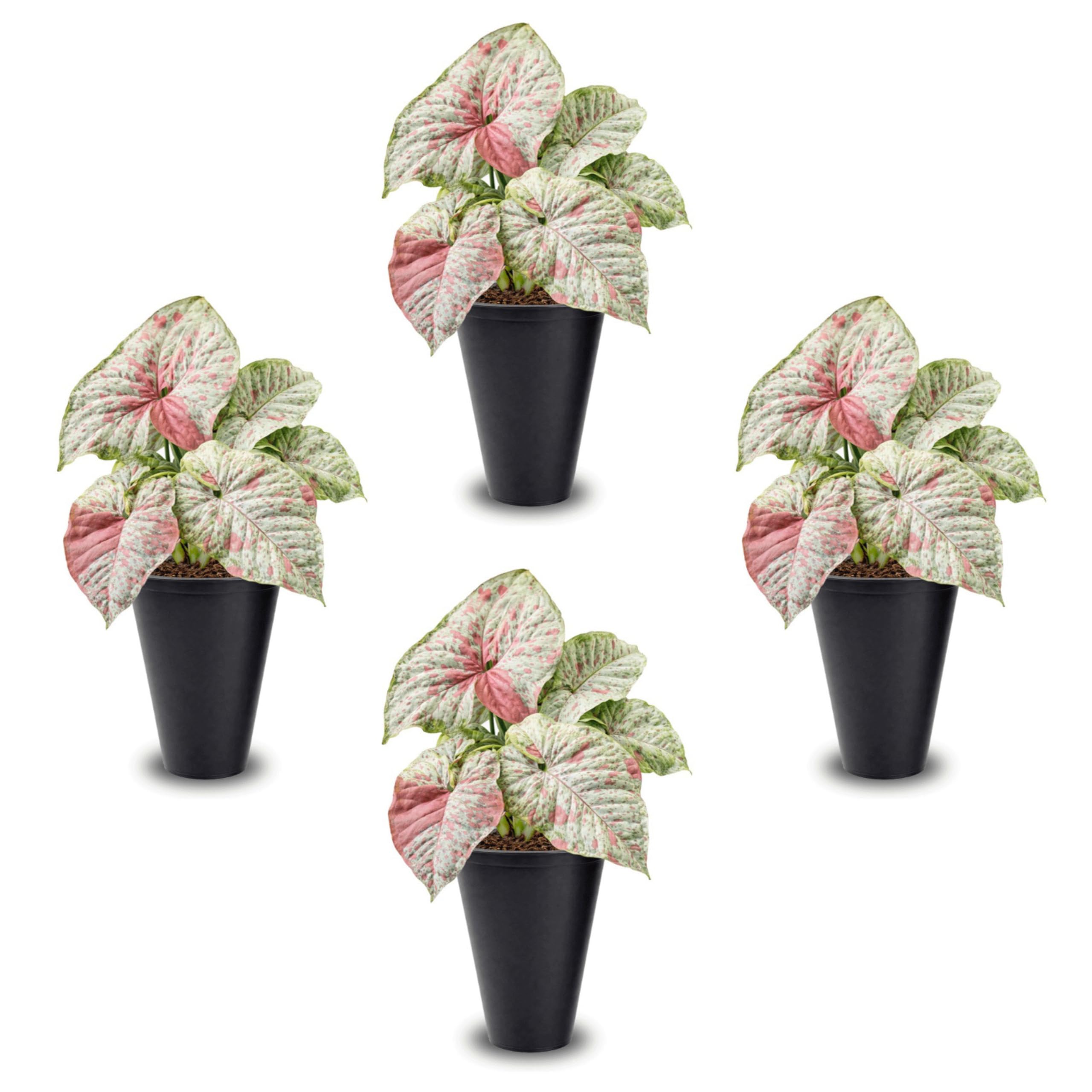 Fam Plants Syngonium Confetti 4 Pack