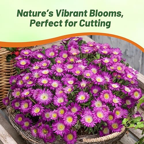 Miniatura 6 de Outsidepride 100 semillas perennes Delosperma Cooperi Ice Plant Table Mountain Ground Cover Seeds para plantar