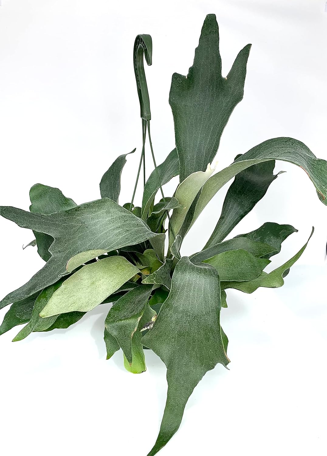 Staghorn Fern Platycerium 'Netherlands' Rooted in 6" Hanging Pot