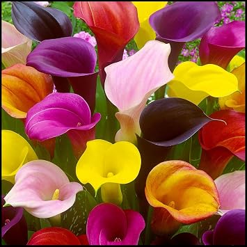 Calla Lily Bulbs,Garden Flowers,Calla Lily Bulbs for Planting Now UK,Plant Bulbs,Cut Flowers,Hardy Perennial,Wedding Flowers-2bulbs-E