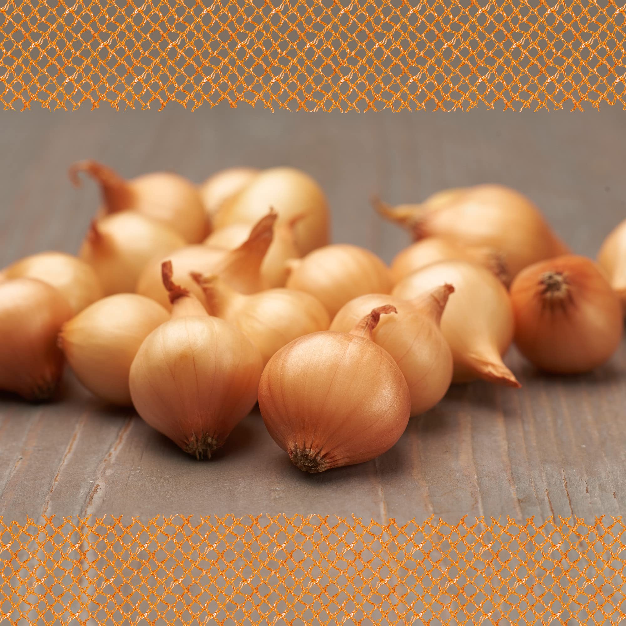 FLORTUS Steckzwiebeln Stuttgarter Riesen 500 g I Alte Zwiebelsorte mit großen Zwiebeln & milder Schärfe I Frühe Sorte mit guter Lagereignung I Ideal für Garten & Hochbeet I Zwiebeln stecken