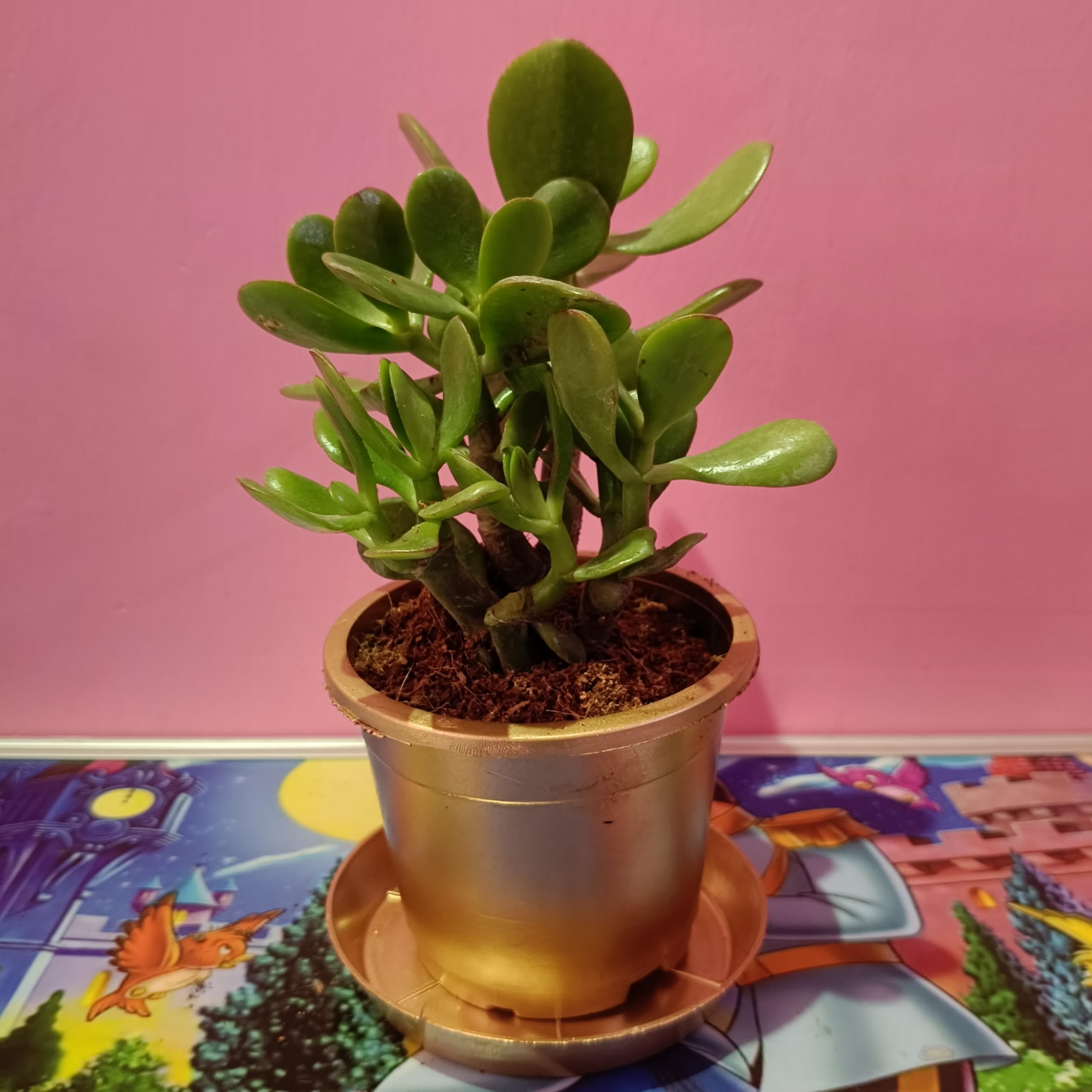 Bhajanlal Greenery | Beautiful Dhan Kuber Plant (Crasula) with 4 Inches Pot | Money Attracting Plant | Jade Plant Indoor Plant | Air Purifying Plant | Home Decorative | Office Plant (Bigger Leaf)-image-10