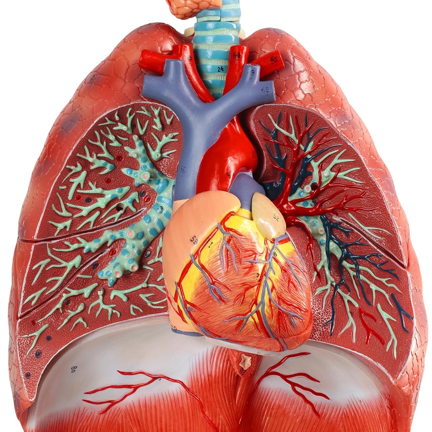 Life-Size Human Respiratory System Anatomy Model, 7 Pcs Detachable Modelwith Lungs Heart Larynx Trachea and Vascular for Medical Science Education Study or Teaching, Includes Base and Chart