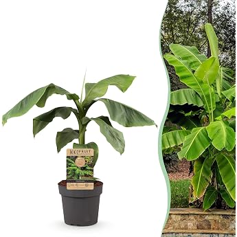 GreenboutiQ - Fruit Plant - Japanese Banana Plant Hardy - Musa Basjoo - Hardy - Pot 21 cm Height 70-90 cm
