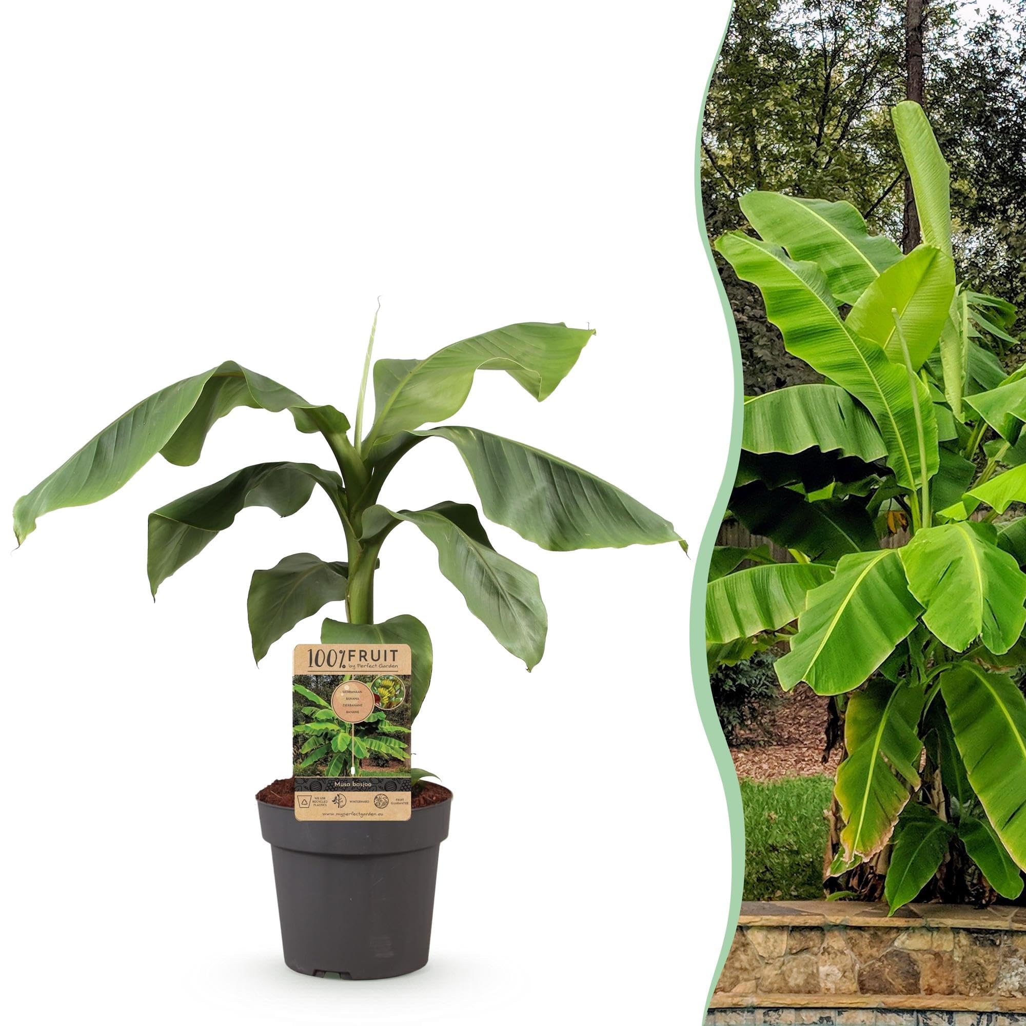 GreenboutiQ - Obstpflanze - Japanische Bananenpflanze Winterhart - Musa Basjoo - Winterhart - Topf 21cm Höhe 70-90cm
