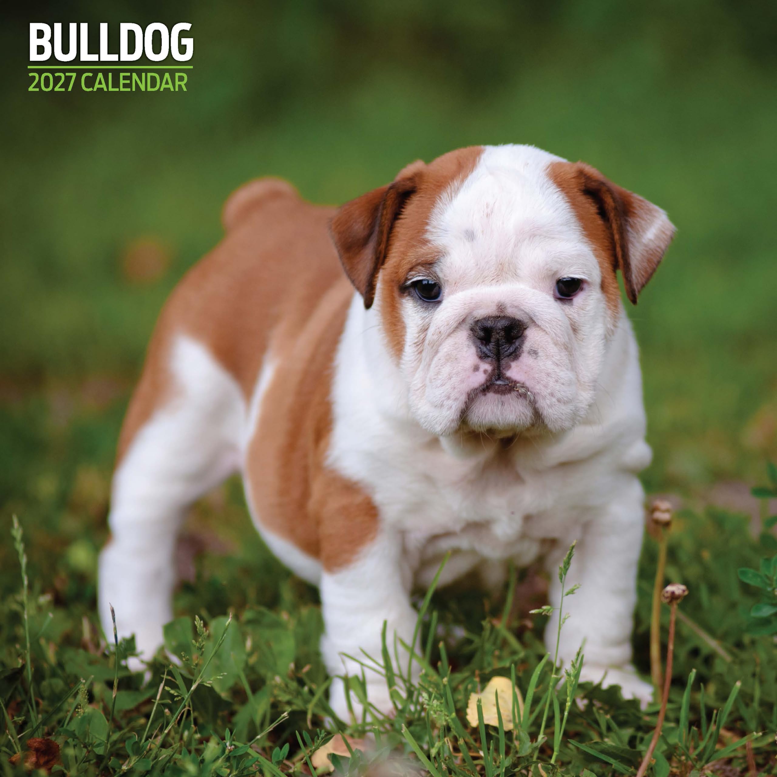 Bulldog 2027 Traditional Calendar