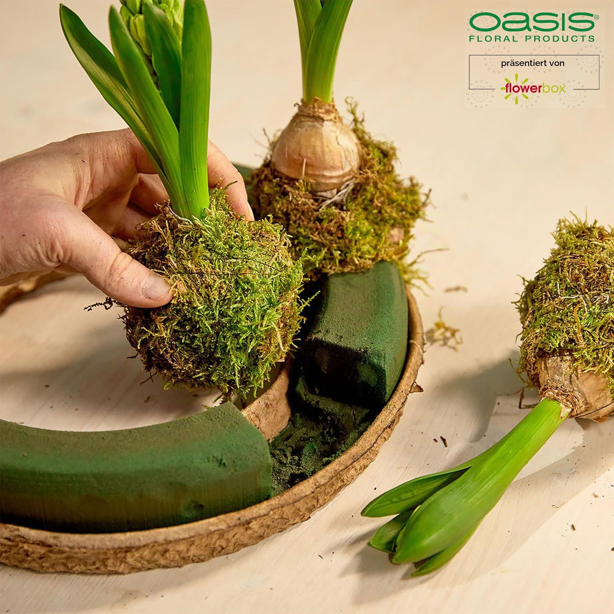 OASIS Steckschaum BIOLIT Ring Ø24cm Steckmasse Steckschwamm - 4 Stück