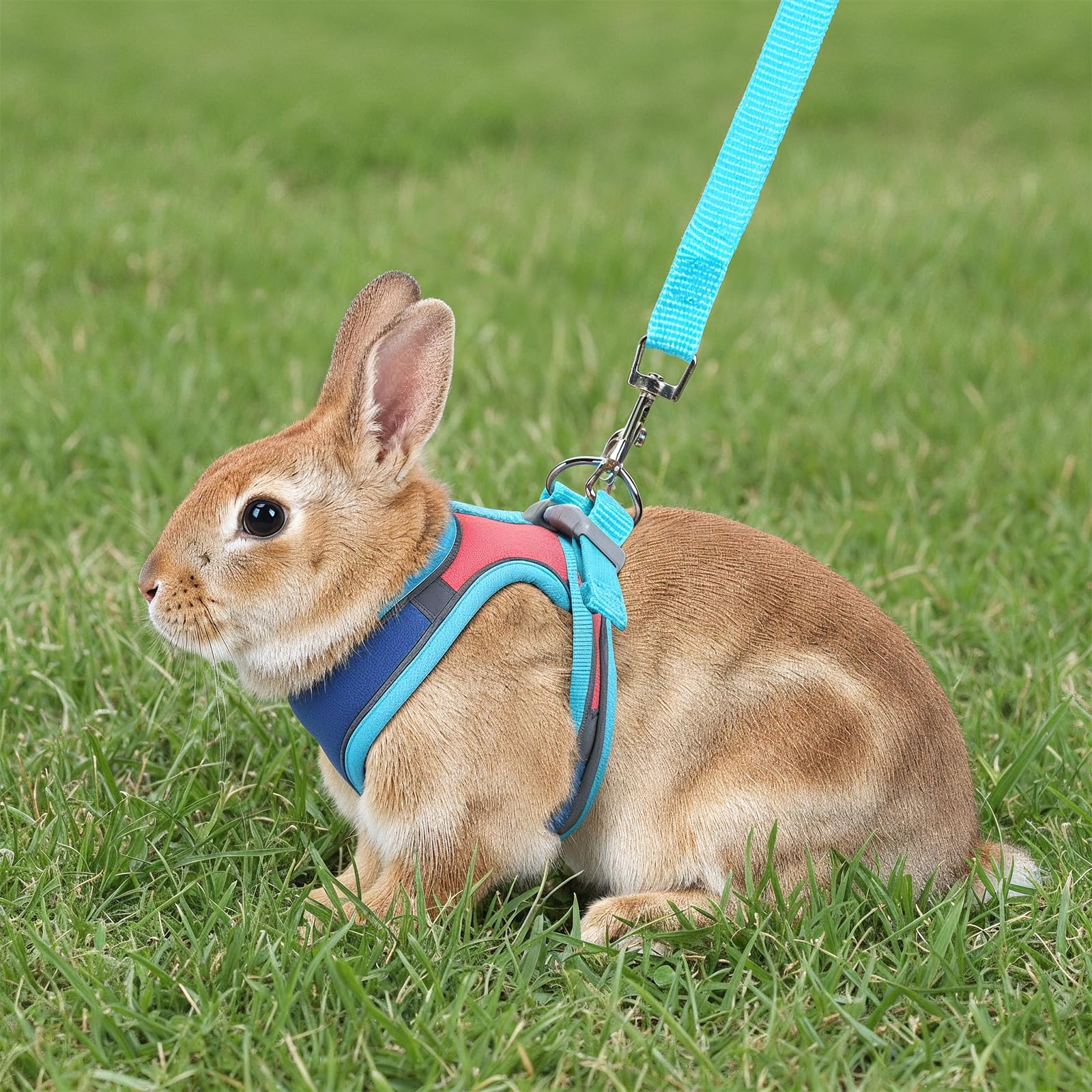 Harnais souple pour lapin avec laisse réglable pour lapin - Accessoires pour chatons - Harnais pour chats et autres petits animaux de compagnie - Bleu, M