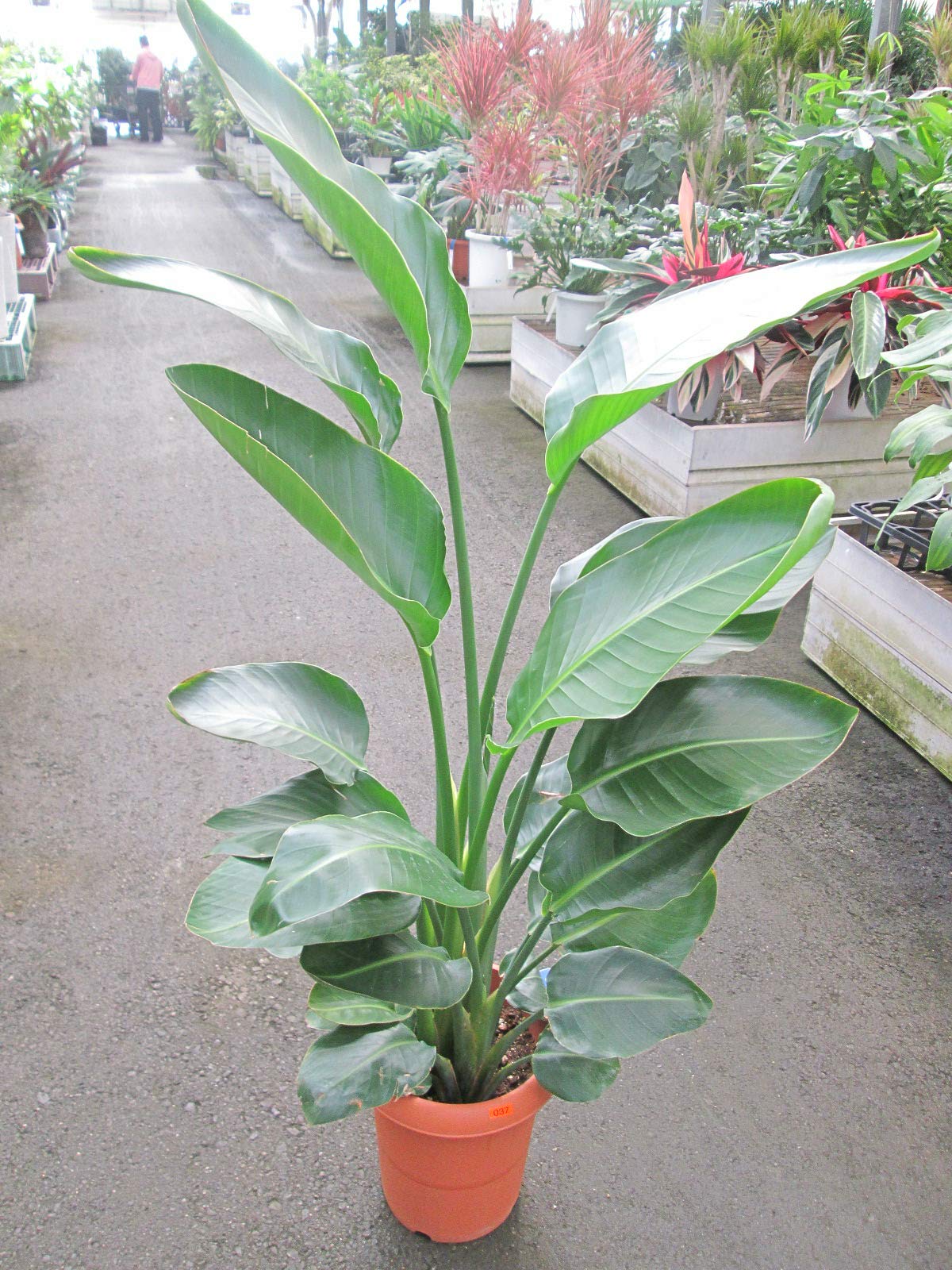 Amazon｜ストレリチア オーガスタ 8号｜観葉植物 オンライン通販