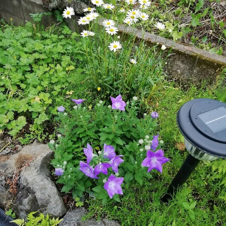 みっきー♪小柄な方必見！/正絹/絽/付下げ/桔梗/草花/ダークグレー そんな桔梗が大好きだ～！ - 小庭とアートのある暮らし