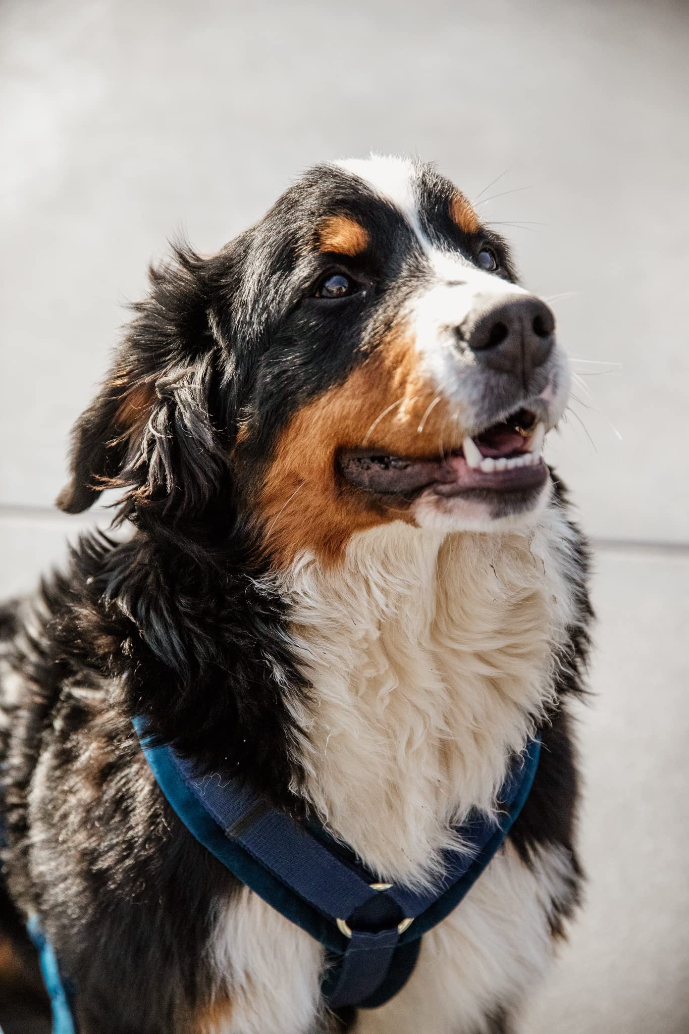 Kentucky - Hundegeschirr aktiv velvet marine XS 22-36cm