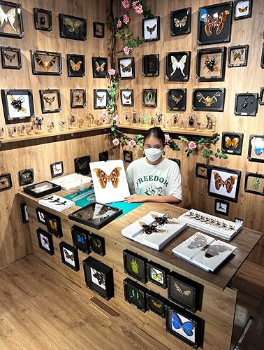 Miniatura 7 de Mariposa enmarcada real marco de madera negro caja de sombra seca amante de insectos taxidermia muertos muestra muestra de mesa arte de pared