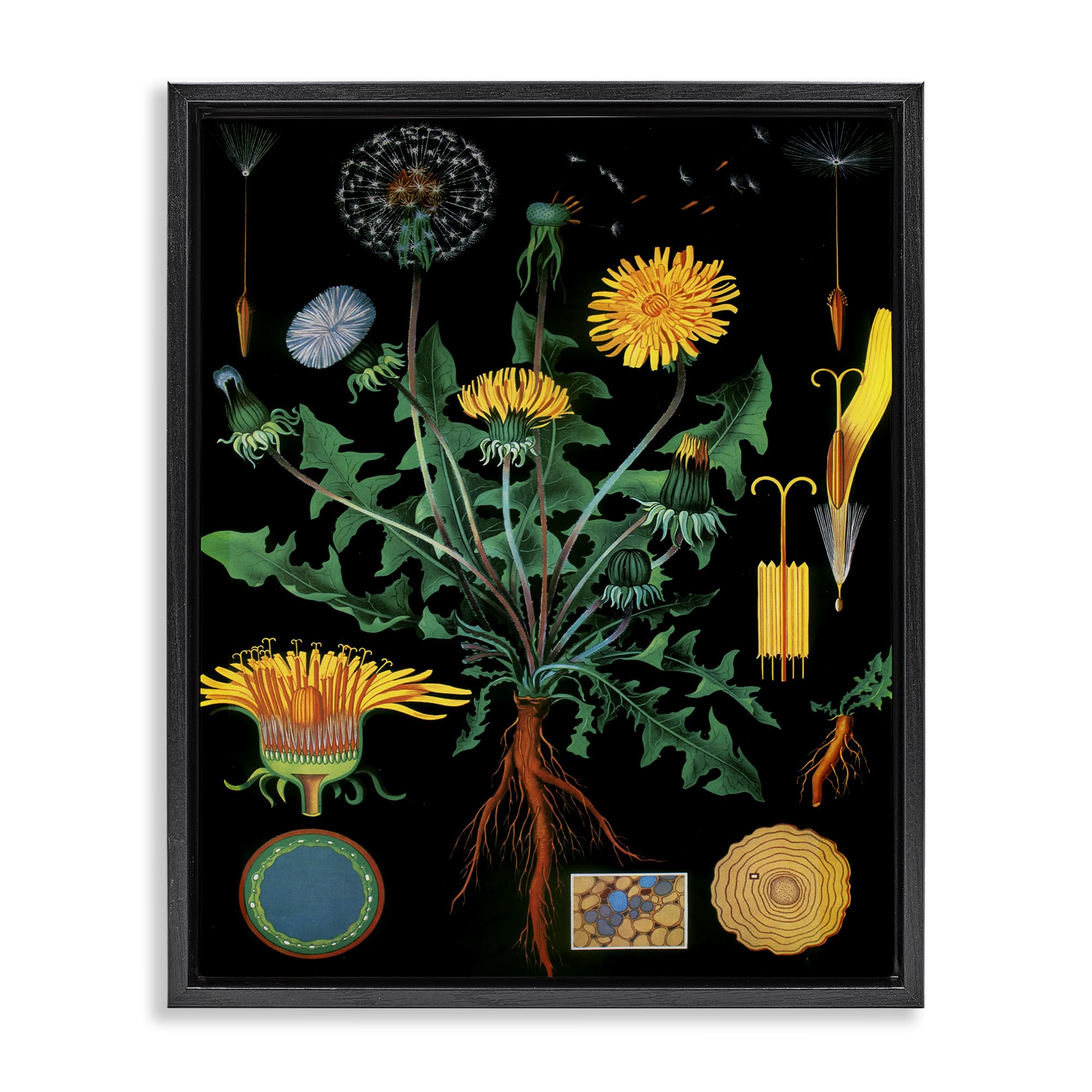Stupell Industries Vintage Dandelion Botanical Study 'Dandelion Botanical Illustration'| Floating Frame Canvas Art