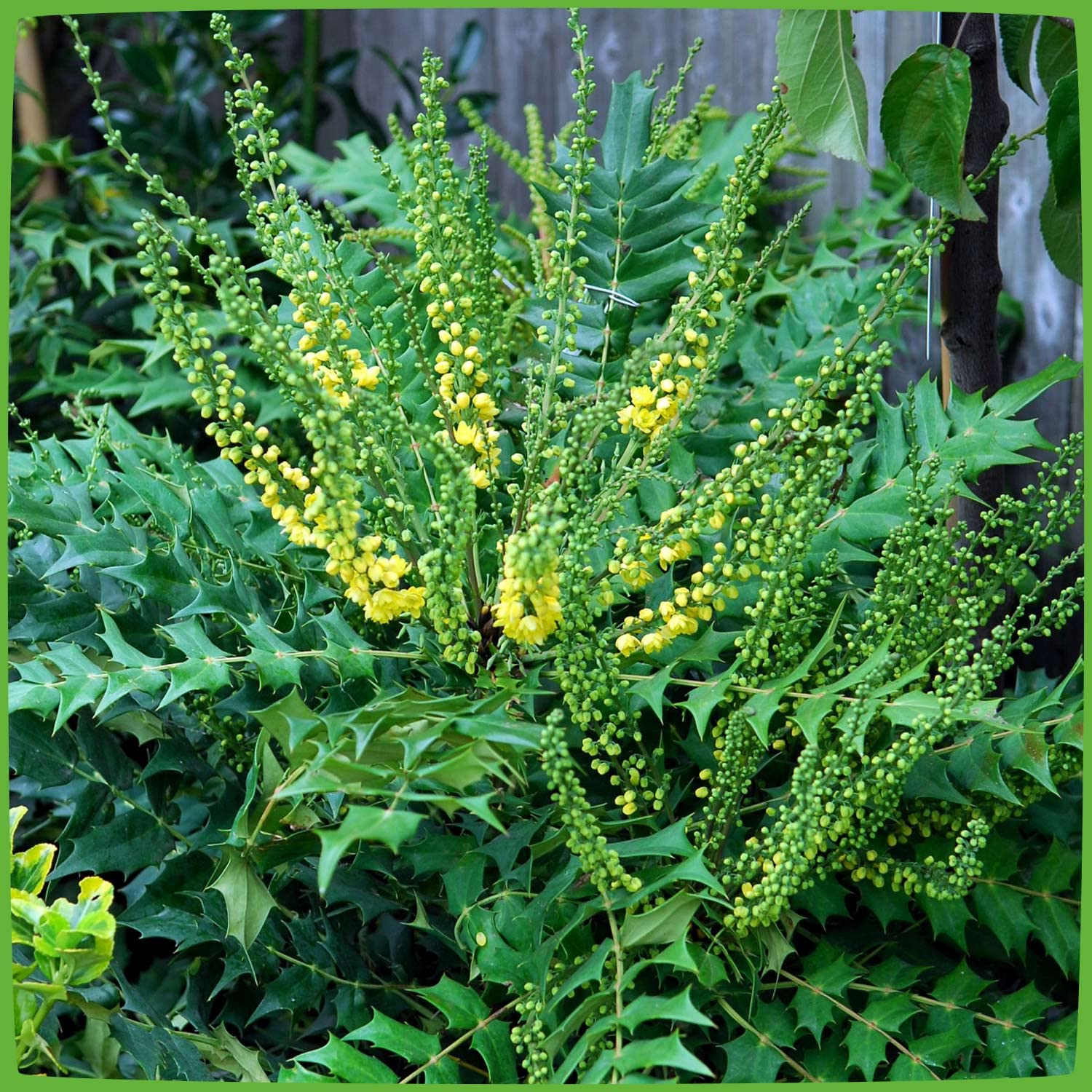GARTEN SCHLÜTER® Mahonie -Winter Sun- Mahonia Media - (60-80 cm)
