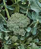 BROCCOLI - ピノピ Garden Pure Sweet Baby Broccolini & Lemon Shallot Butter, 9