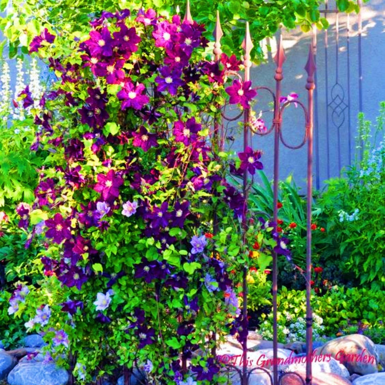 Hervorragende MehrjäHrige Clematis, Clematiszwiebeln In GroßPackungen, Fachgerecht Gepflanzt, GartenverschöNerung, Pflegeleicht-15 Rhizom-I