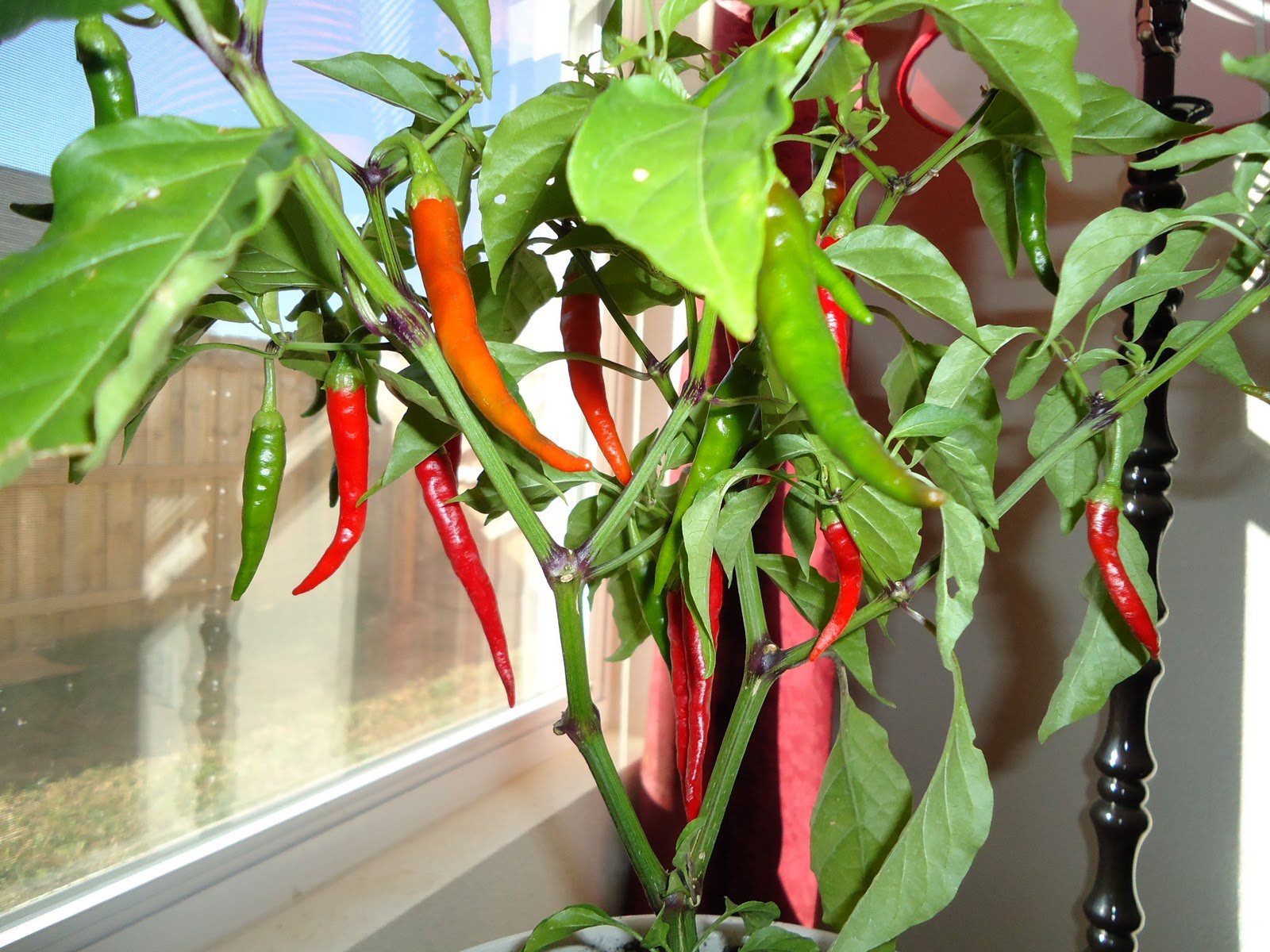 Amazon.com : Clovers Garden Cayenne Long Slim Pepper Plants- Two (2) Live  Plants  Non-GMO - Not Seeds  Each 4"-8" Tall in 4 Inch Pots - Medium  Heat, Dries Well :