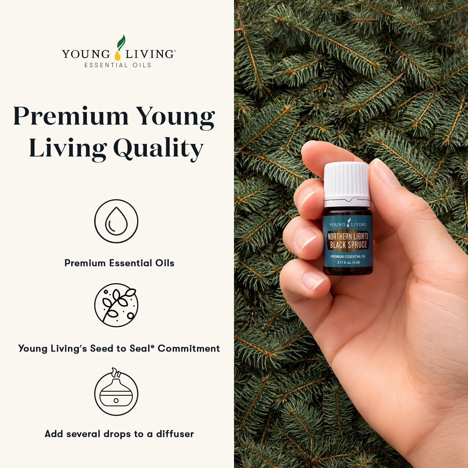 Amazon.com: Young Living Northern Lights Black Spruce Essential