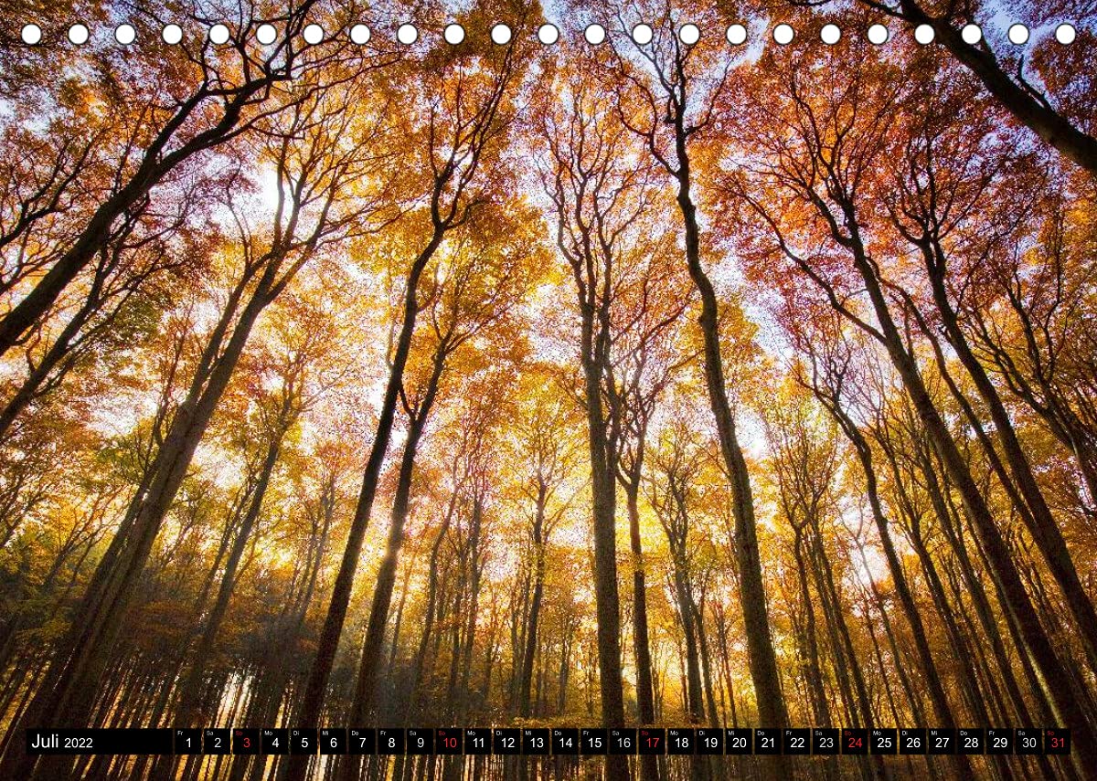 Zauberhafter Sachsenwald (Tischkalender 2022 DIN A5 quer): Impressionen aus dem Sachsenwald (Monatskalender, 14 Seiten ) (CALVENDO Natur)