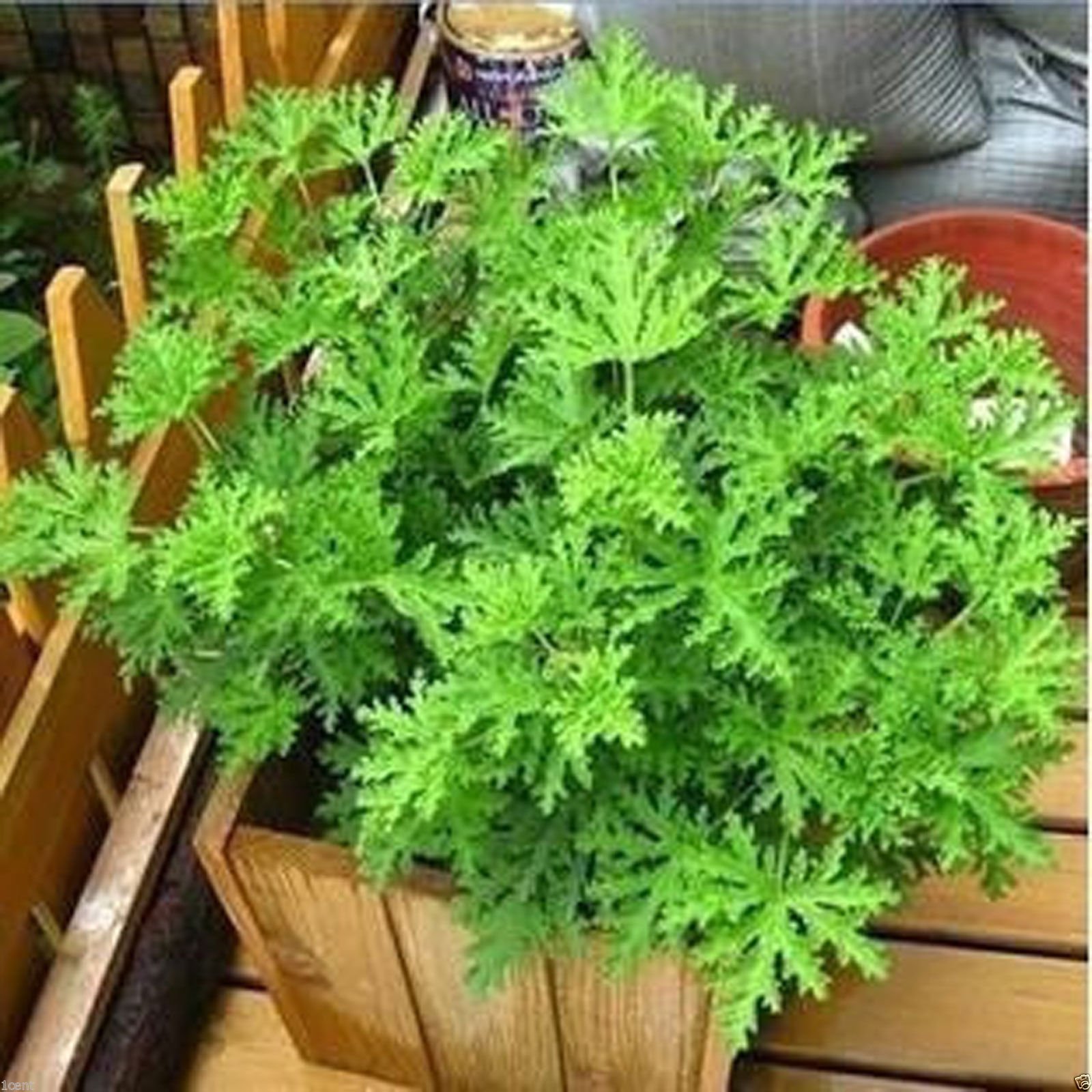mosquito repelling grass flower Sweetgrass seeds (B0757FGX3S) Amazon Price History, Amazon Price Tracker