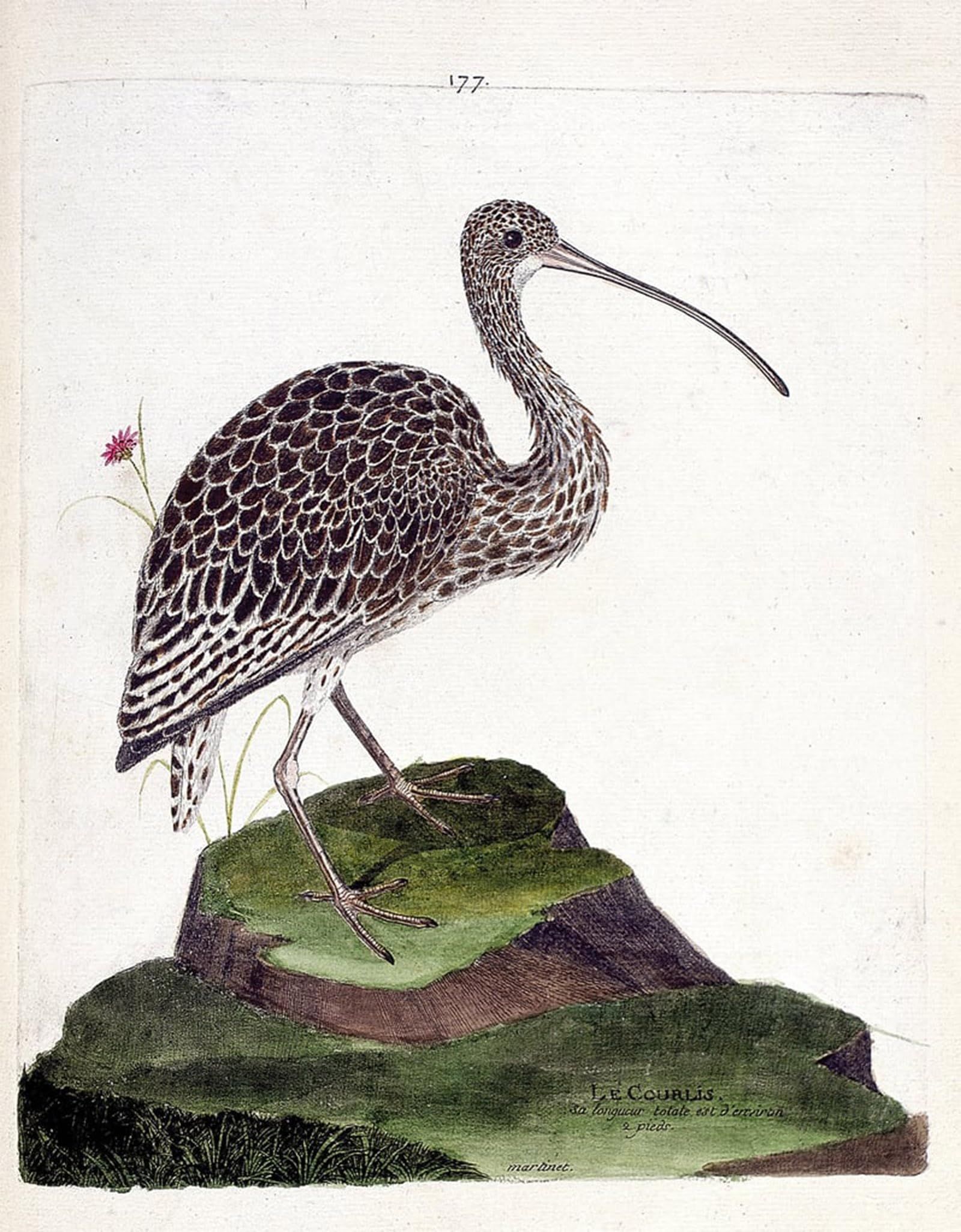ARTXLXXBN Famous Print Painting Colorful Art Print Curlew Illustration in the History of the Birds by Francois Nicolas Maritinet Canvas Art Decorations for Home Decor 60x90cm