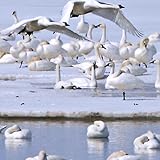 swan Wallpaper -- HD Wallpapers of swans!