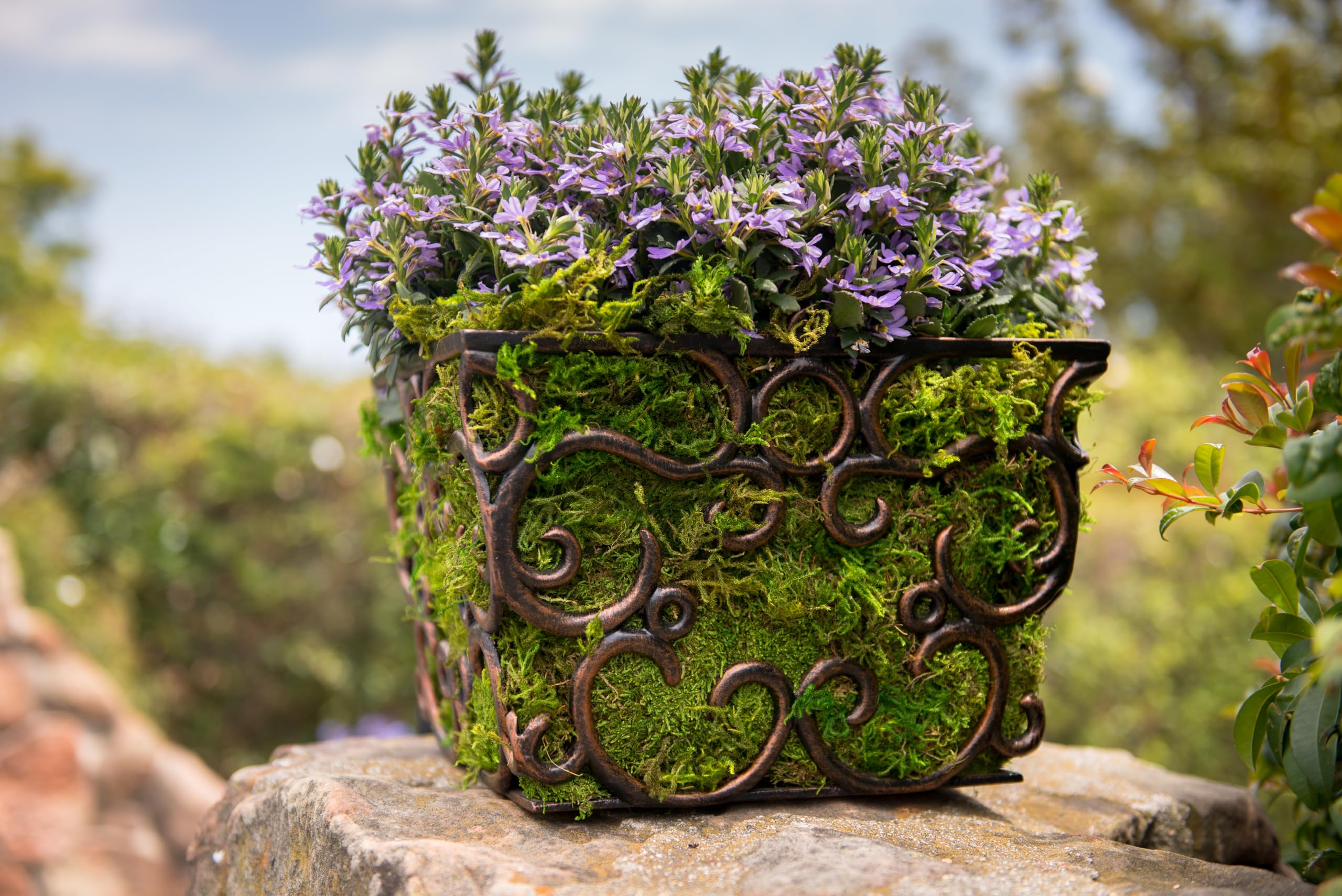 Amazon.com: SuperMoss: Sheet Moss
