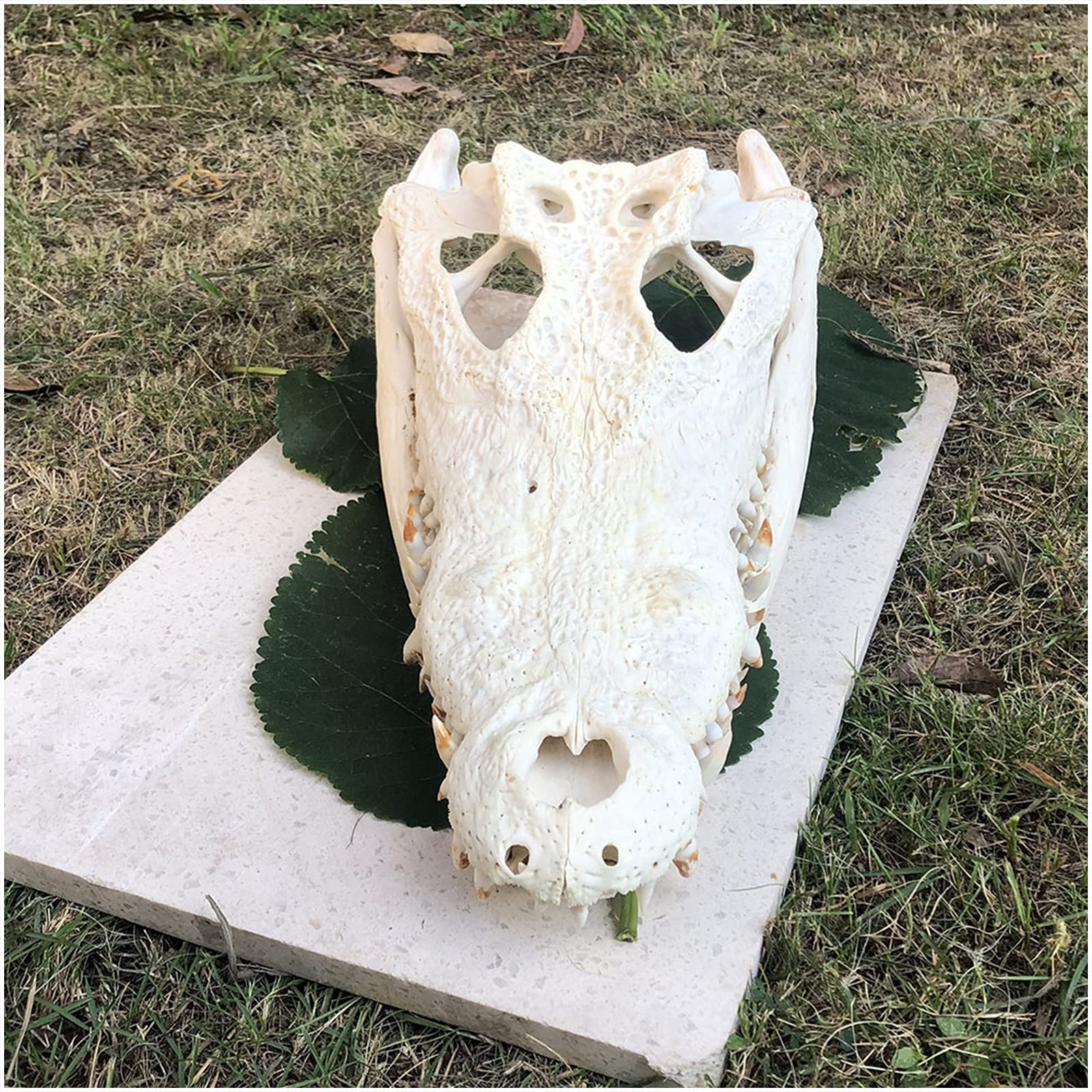 ワニ 鰐 頭骨 頭蓋骨 頭骨標本 中型 インテリア装飾用 Amazon.co.jp: 本物のワニの頭蓋骨標本剥製動物風水装飾飾り