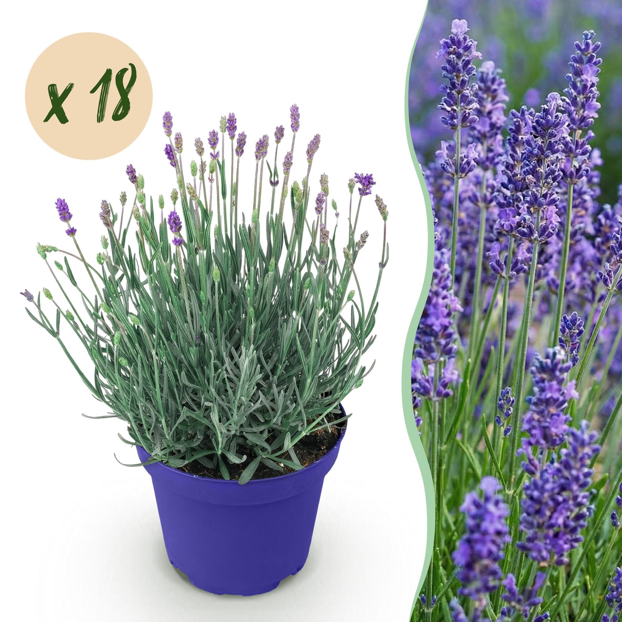 GreenboutiQ - Gartenpflanze - Lavandula angustifolia Hidcote - Lavendel - Winterhart - Lila - 18 Pflanzen - Topf 12cm - Höhe 15-25cm
