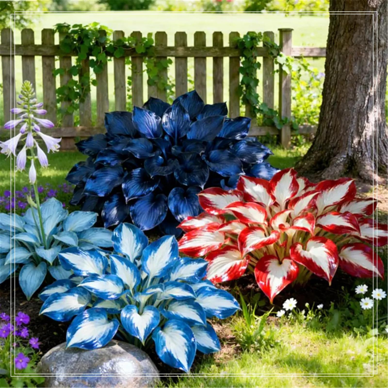 Mix Hosta Bulbs for Planting,Perennial Excellent Display-10 Bulbs-E