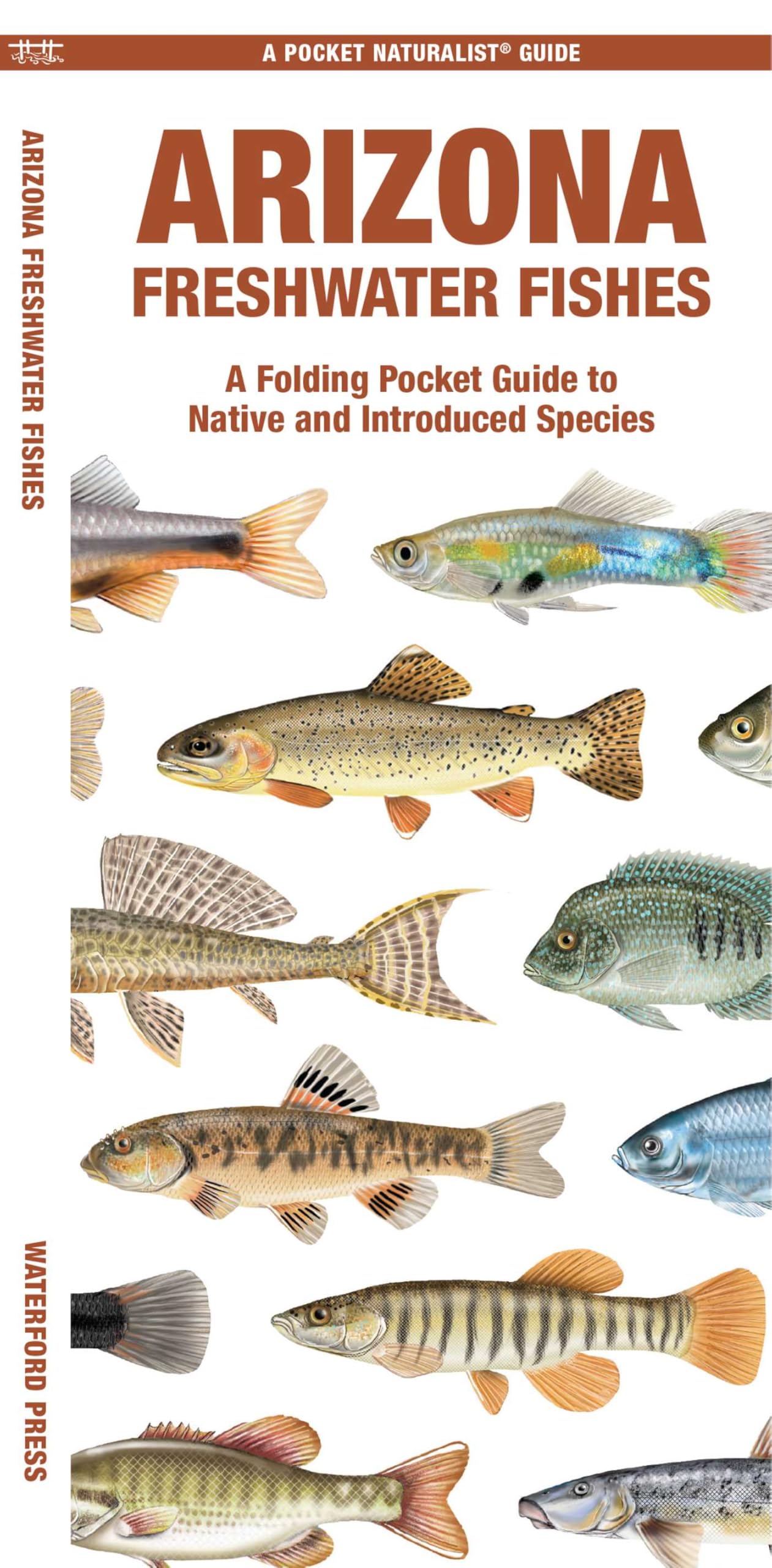 Arizona Freshwater Fishes: A Folding Pocket Guide to Native and Introduced Species (Nature Observation North America)