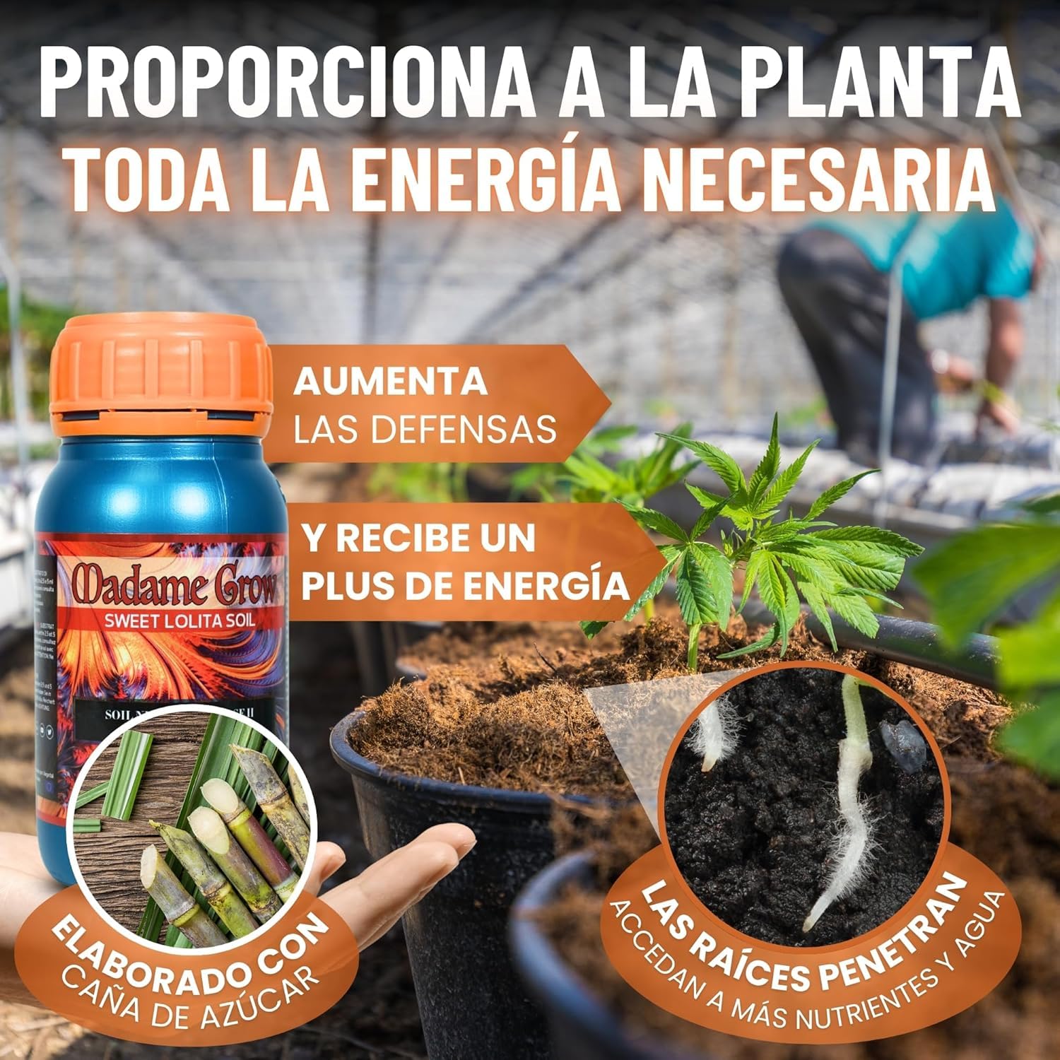 MADAME GROW Pack Ibiza 3 x 1 Litro | Kit Fertilizantes Floración con Algas Energía y PK | Caribbean Algae + Sweet Lolita + Jamaican Bloom | Pack 3 Abonos Orgánicos Floración