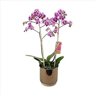 Orchidee von FAIR FLORA – Schmetterlingsorchidee in goldenem Keramik Übertopf 'Julia' als Set – Höhe: 50 cm, 2 Triebe – Ph...