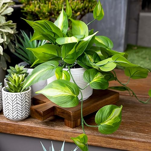 Miniatura 4 de Kurrajong Farmhouse Planta artificial Pothos falsa  Planta falsa de hiedra con maceta de cerámica blanca  Planta sintética con hojas de color verde