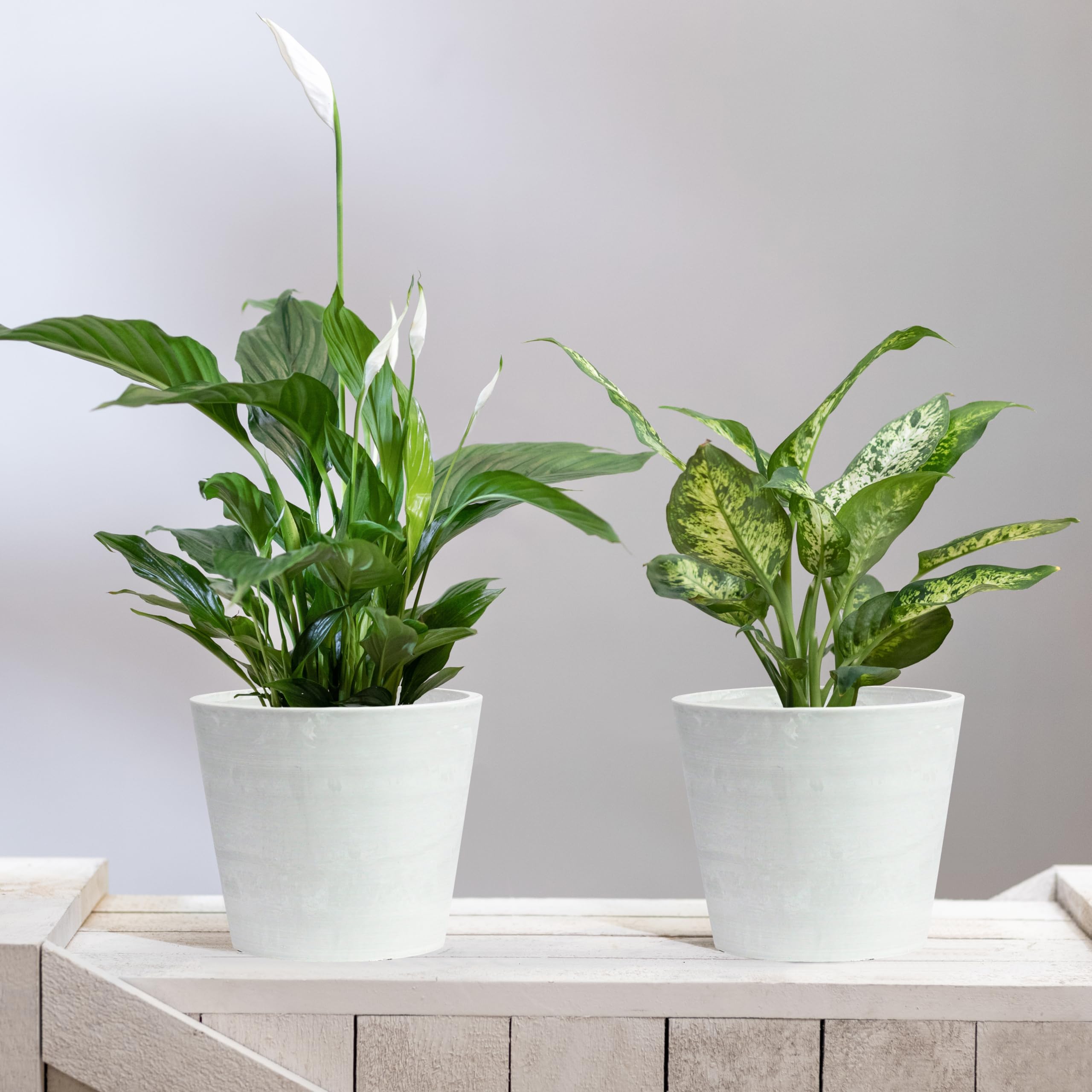 Olly & Rose Artstone Lot de 2 grands pots de fleurs en bois et résine pour intérieur et extérieur Blanc pierre 20 cm