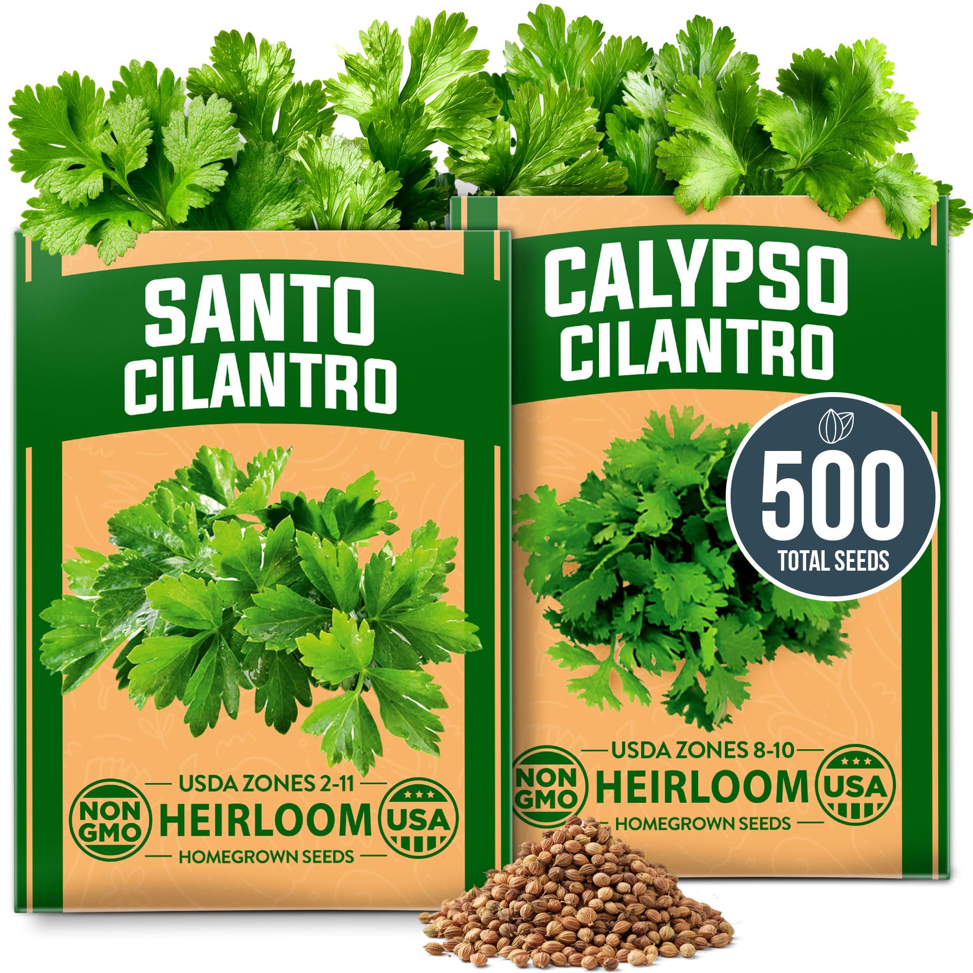 HOME GROWN Calypso &amp; Santo Cilantro Seeds, 500 Seeds, Coriandrum sativum