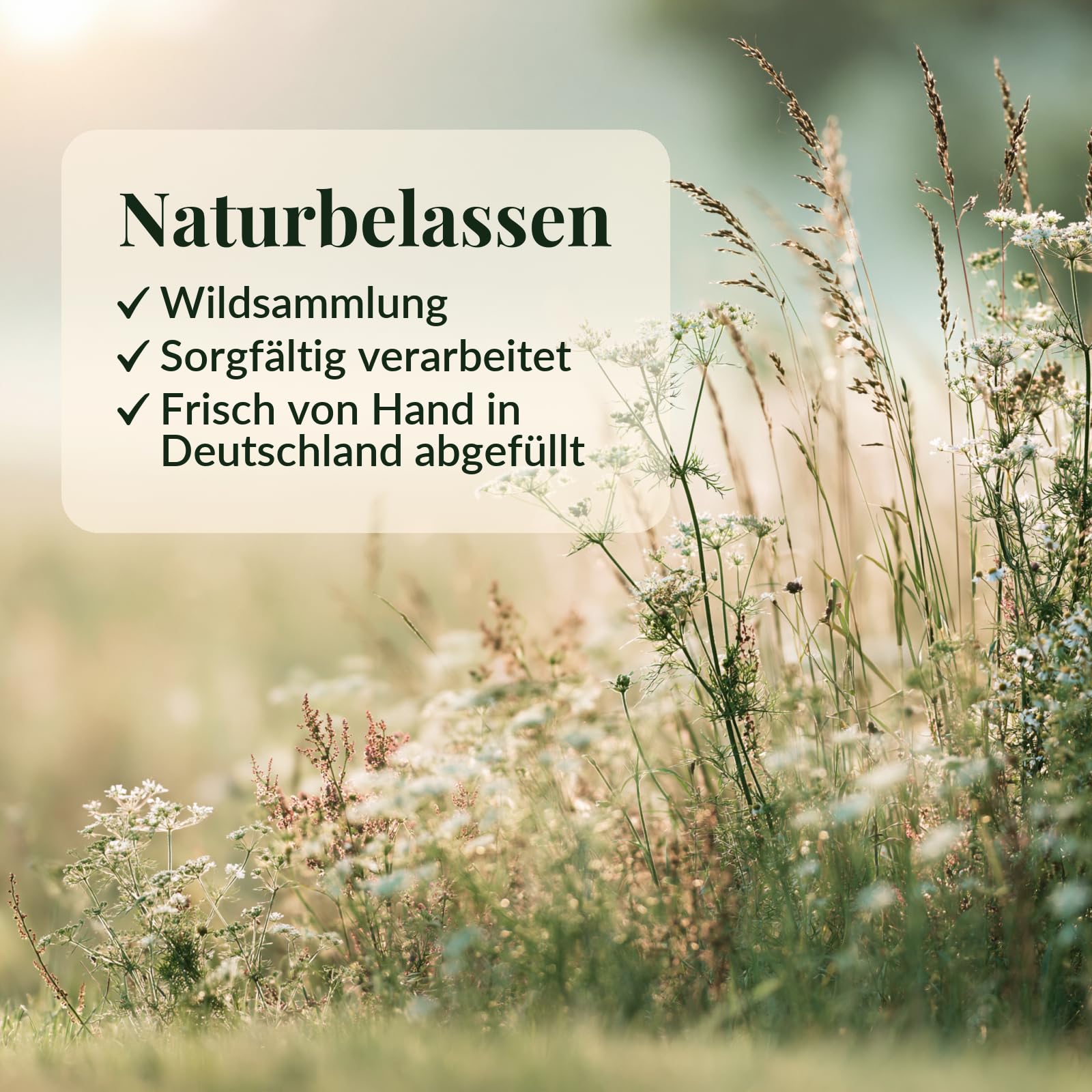 1000g Teufelskralle-Tee, Teufelskrallenwurzel - Galsters Kräuter | Wildsammlung, Teufelkralle, Harpagophytum procumbens