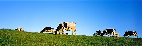 Miniatura 3 de Anchor Butter Nueva Zelanda, sin sal. Paquete de 2 paquetes de 16 onzas (2 libras)