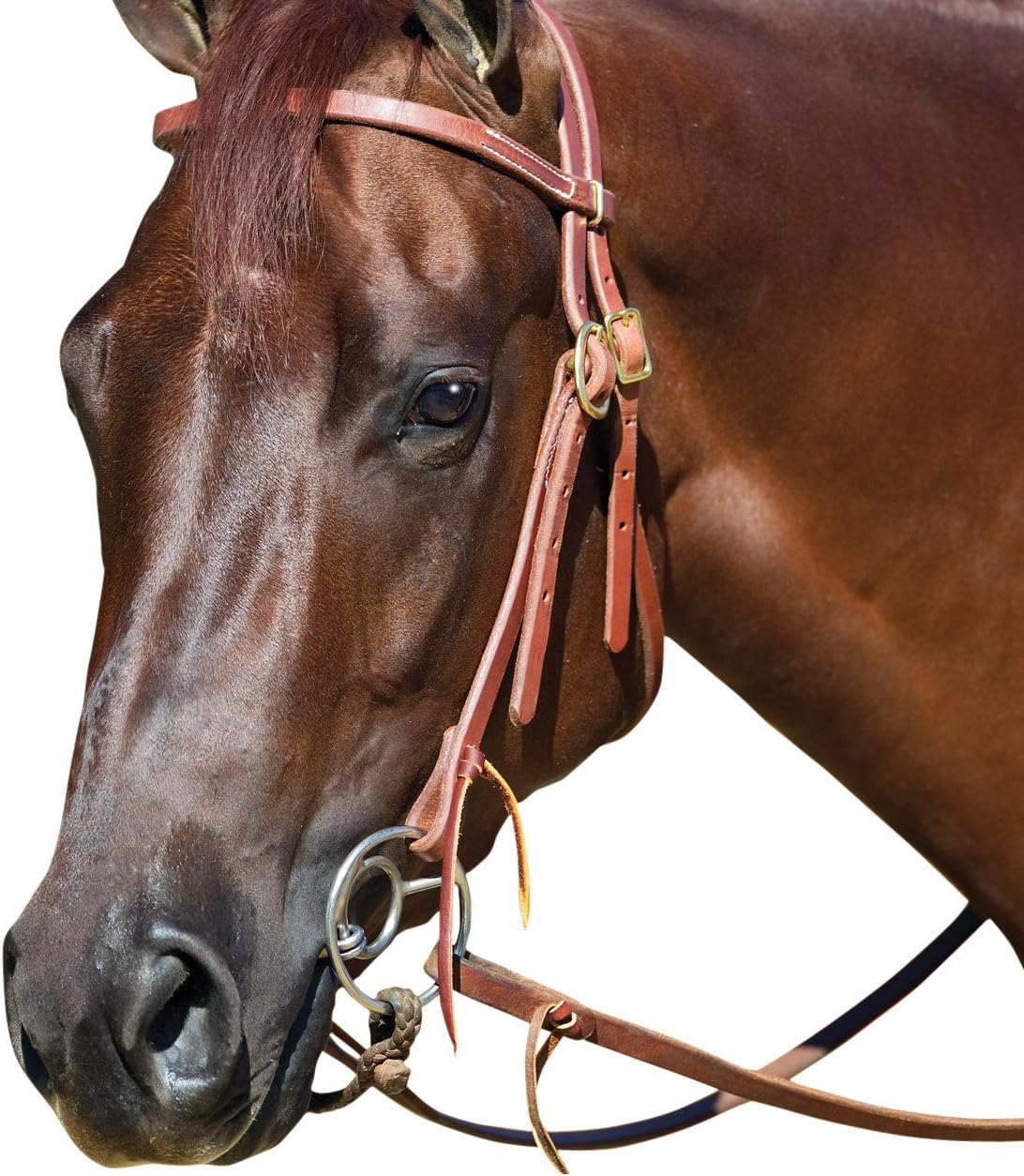 Equine Double Buckle Headstall With Double Ring Snaffle Bit
