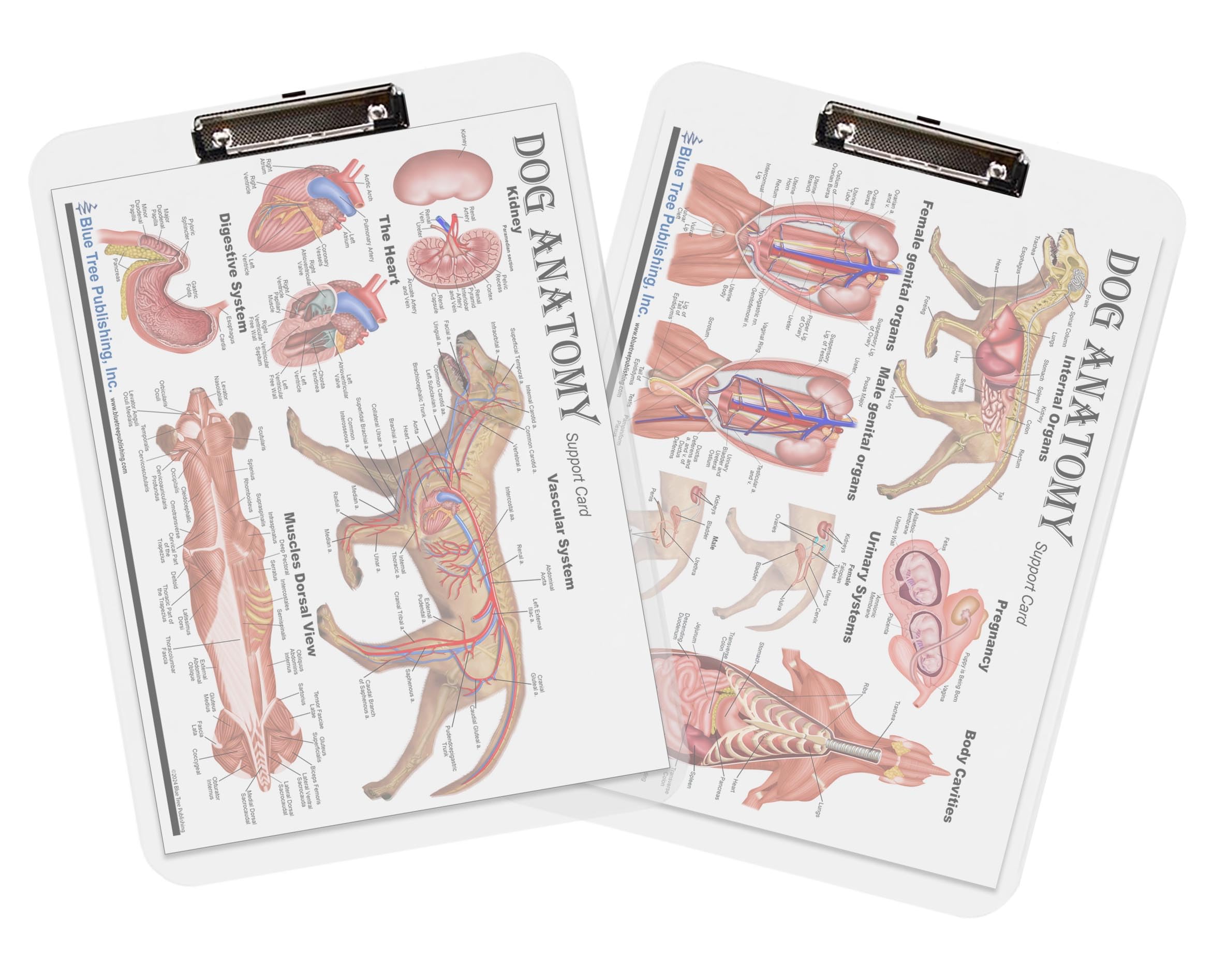 【大幅値下げ】VETERINARY BOARD 7冊セット【在庫処分】 Amazon.com : Dog Anatomy Dry Erase Clipboard Set Veterinary