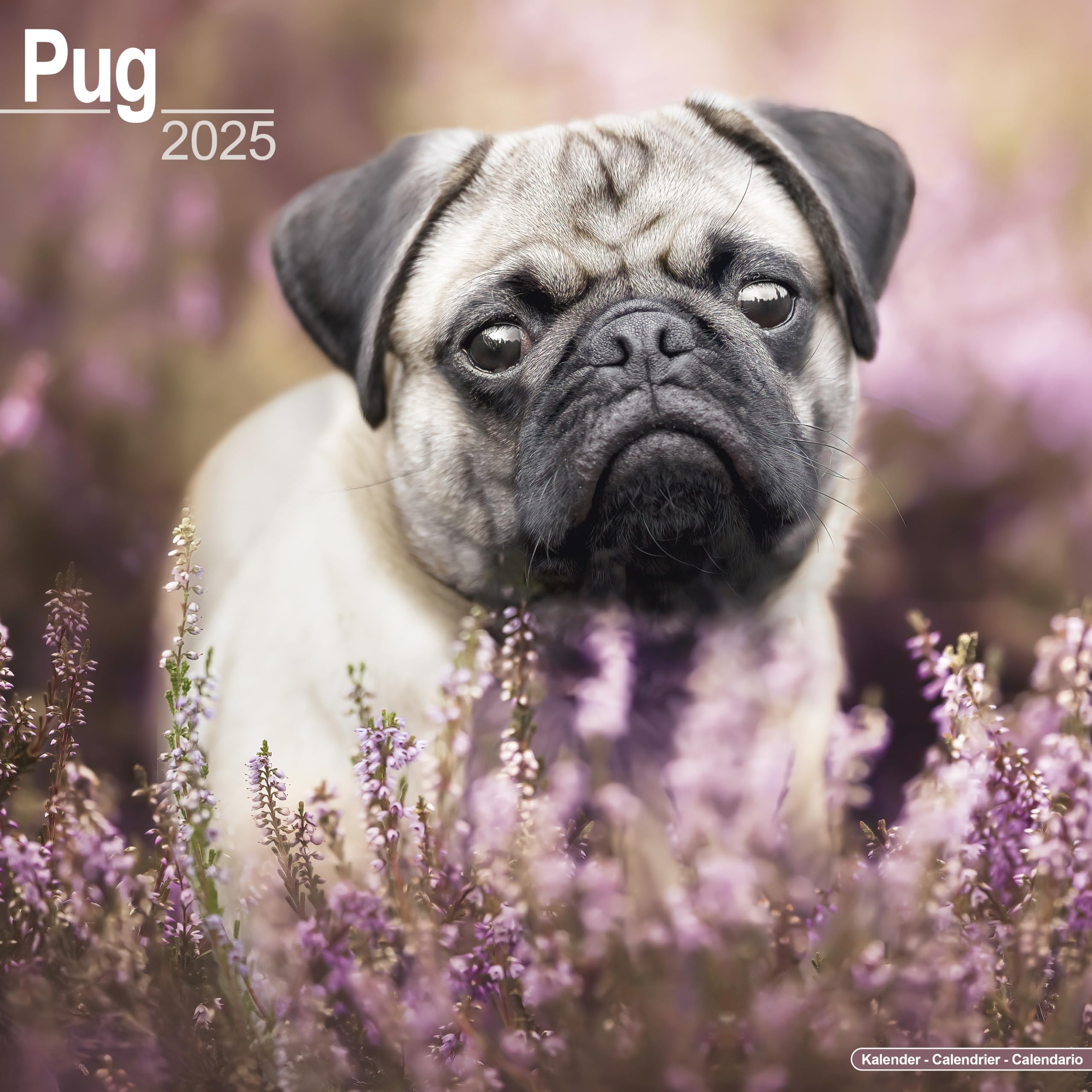 Pug 2025 Square Wall Calendar | Dog Breed Calendar