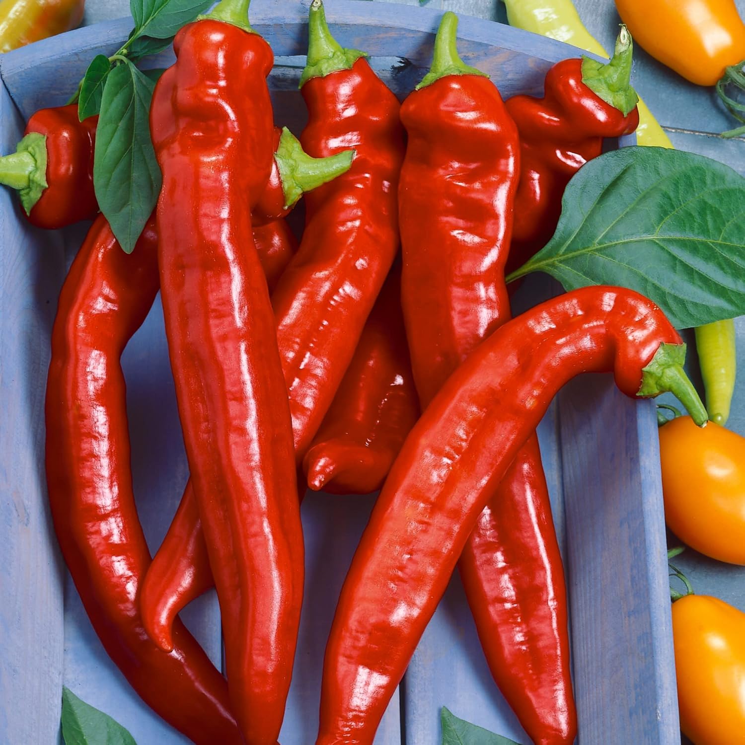 Hot Portugal Hot Pepper Seeds - 1 Oz ~5000 Seeds - Non-GMO, Heirloom - Vegetable Garden - Capsicum annuum